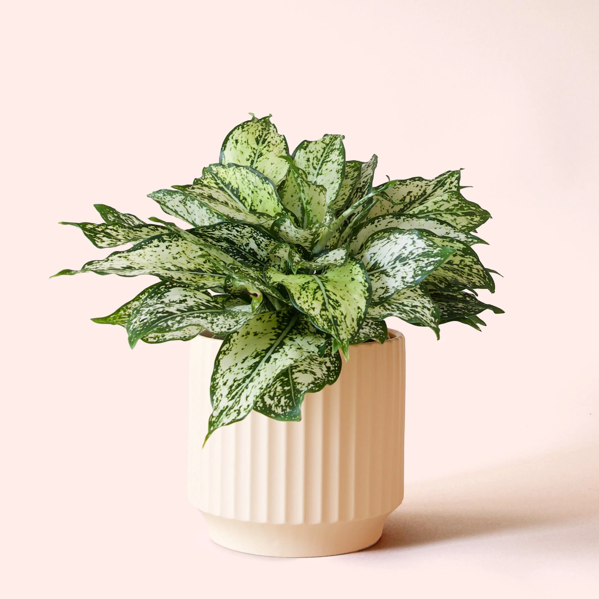Aglaonema | First Diamond - Image 10