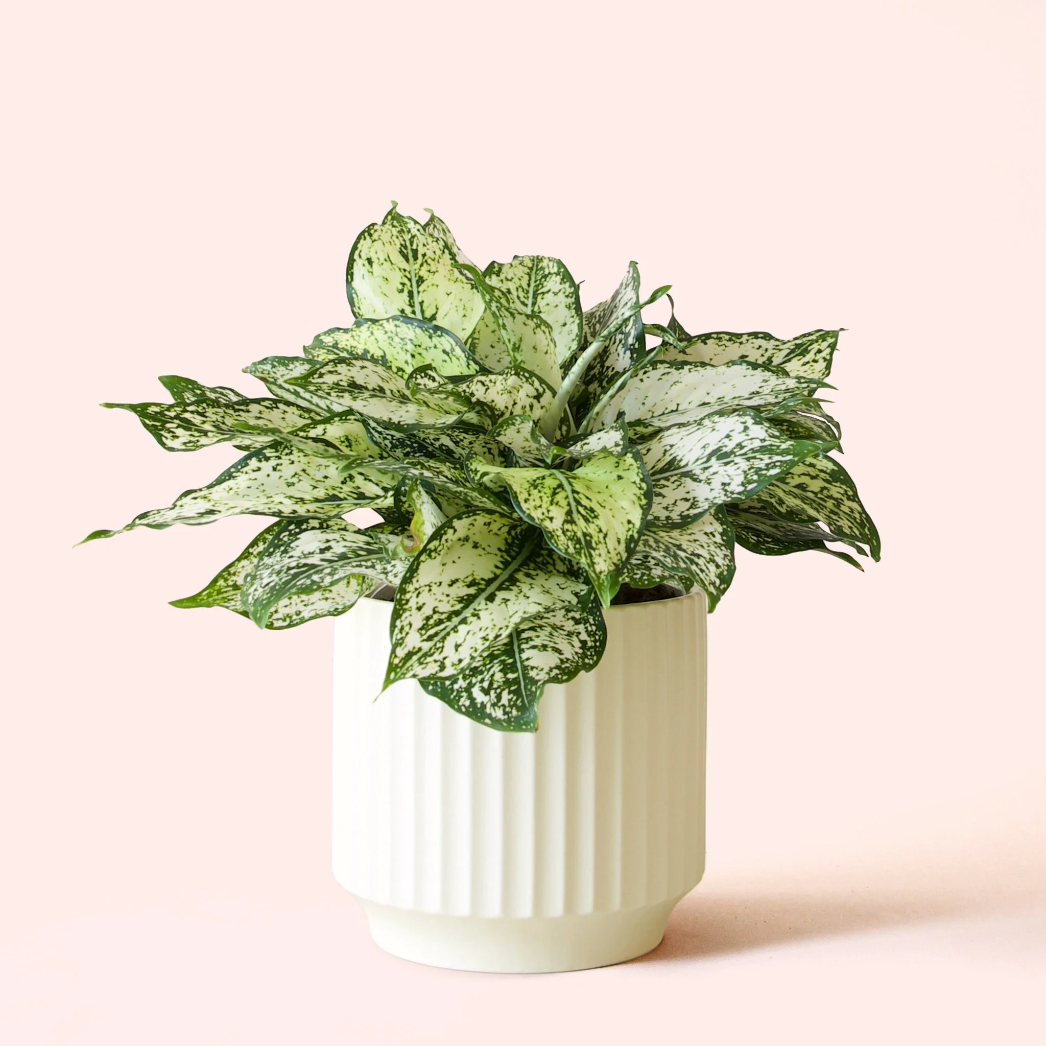 Aglaonema | First Diamond - Image 11