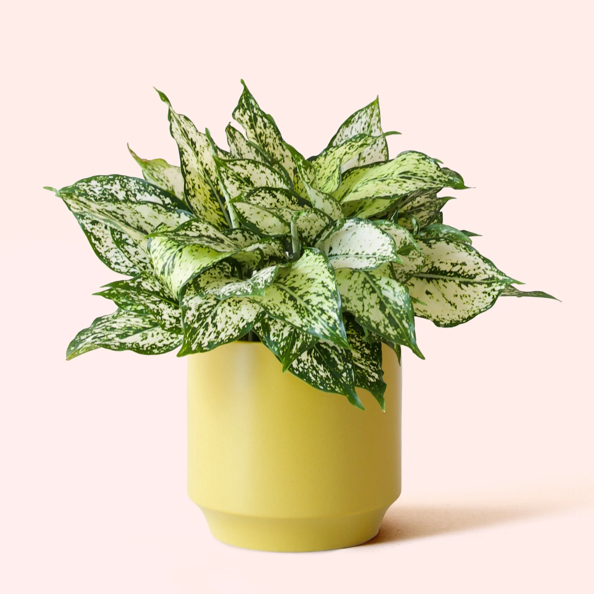 Aglaonema | First Diamond - Image 12