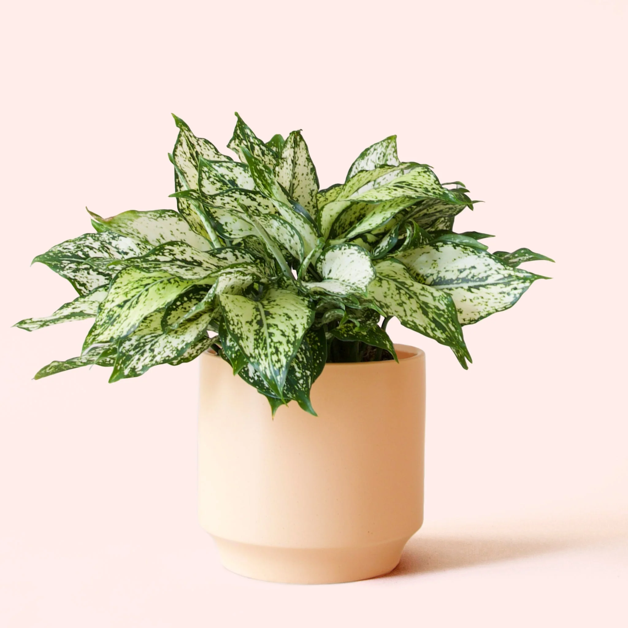 Aglaonema | First Diamond - Image 13