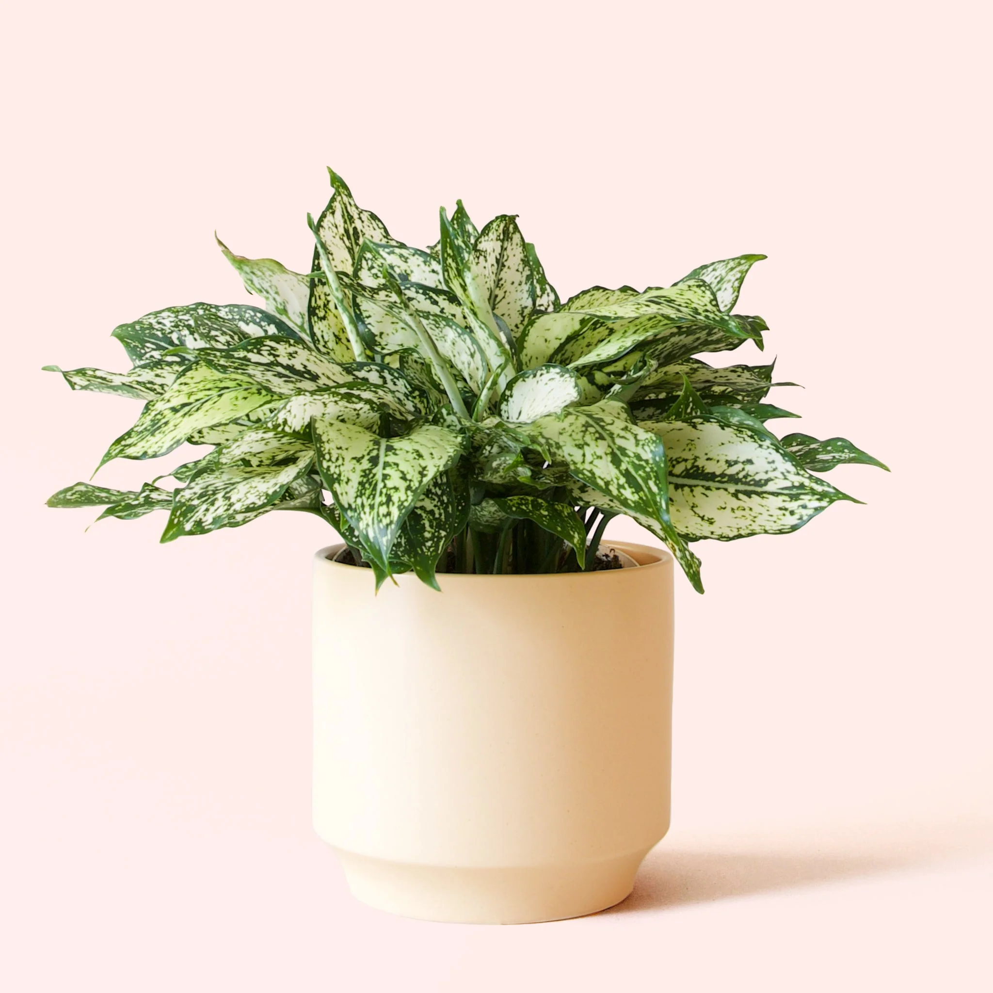 Aglaonema | First Diamond - Image 14
