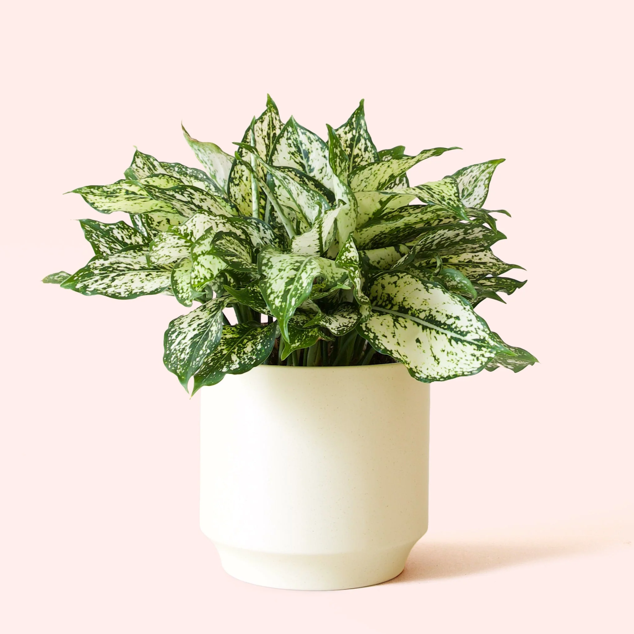 Aglaonema | First Diamond - Image 15