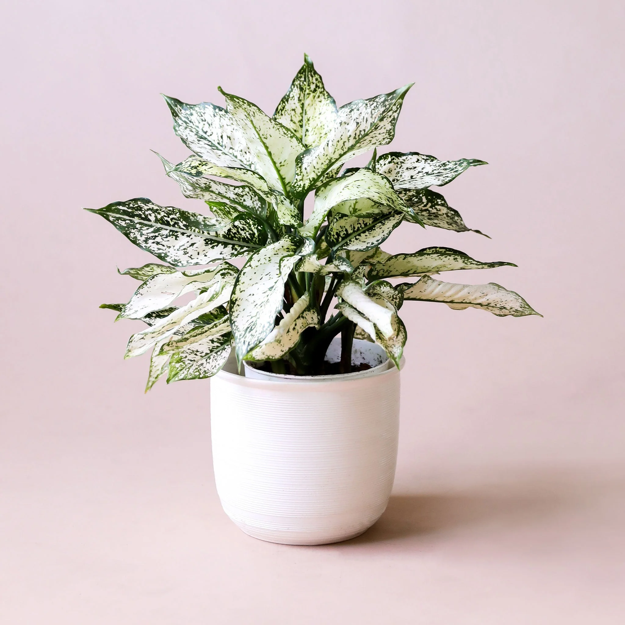 Aglaonema | First Diamond - Image 17