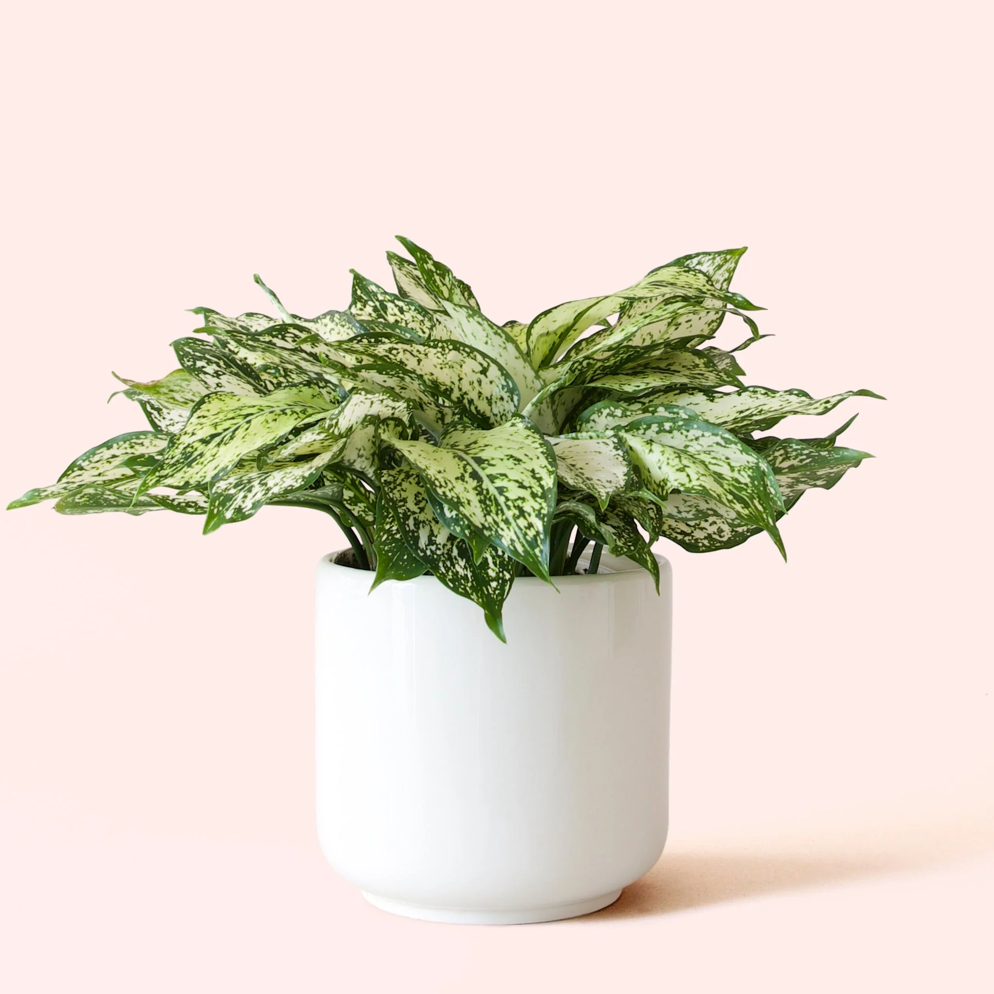Aglaonema | First Diamond - Image 3