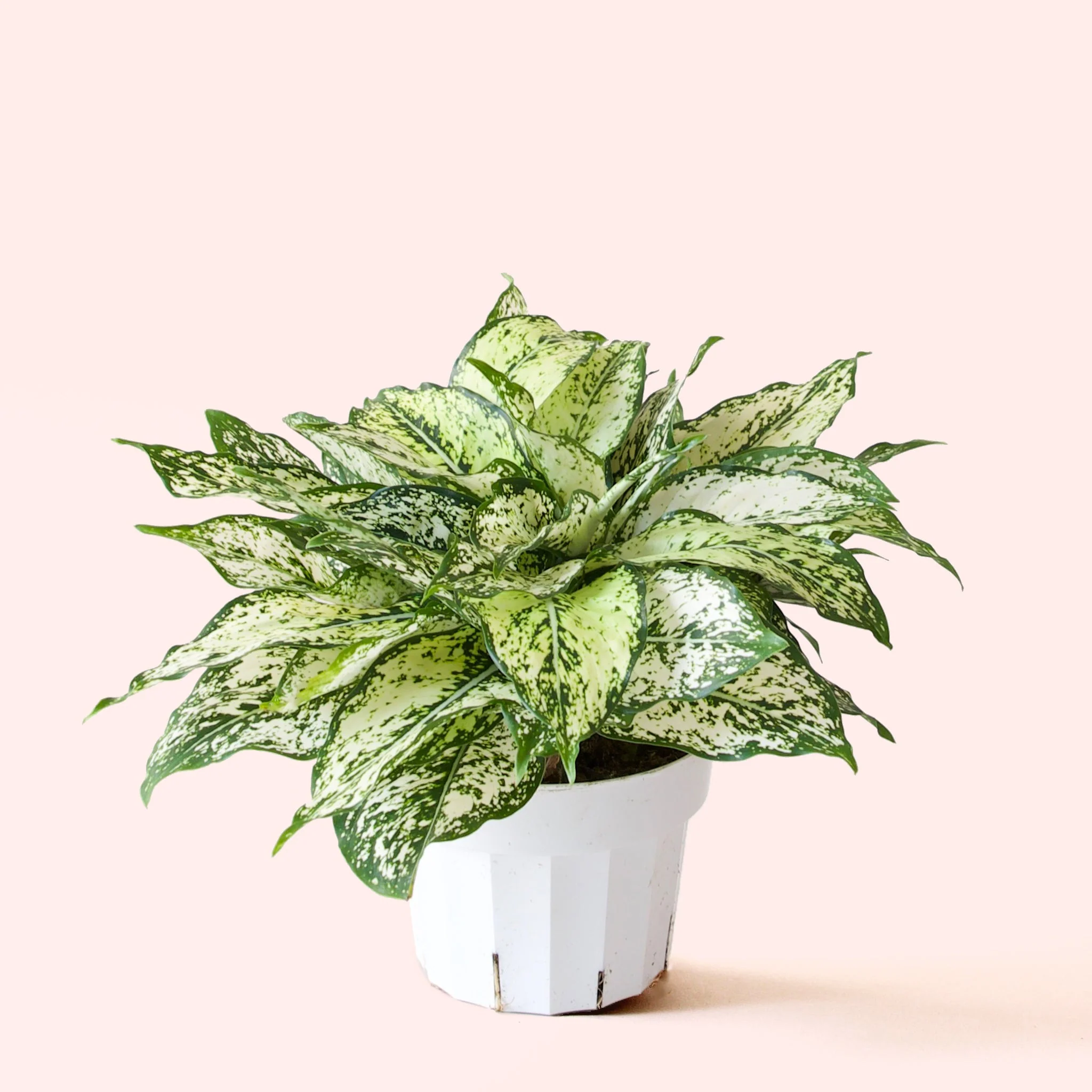 Aglaonema | First Diamond - Image 4