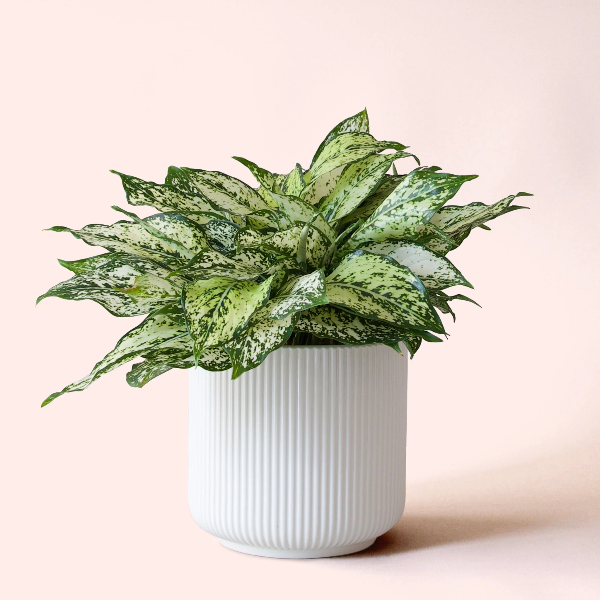 Aglaonema | First Diamond - Image 6