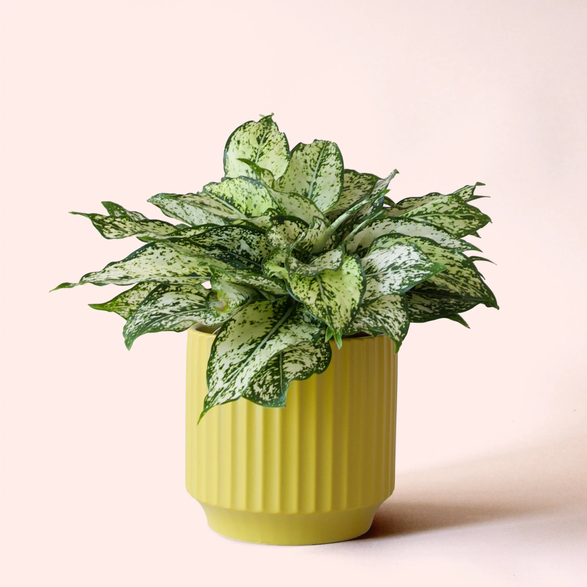Aglaonema | First Diamond - Image 7