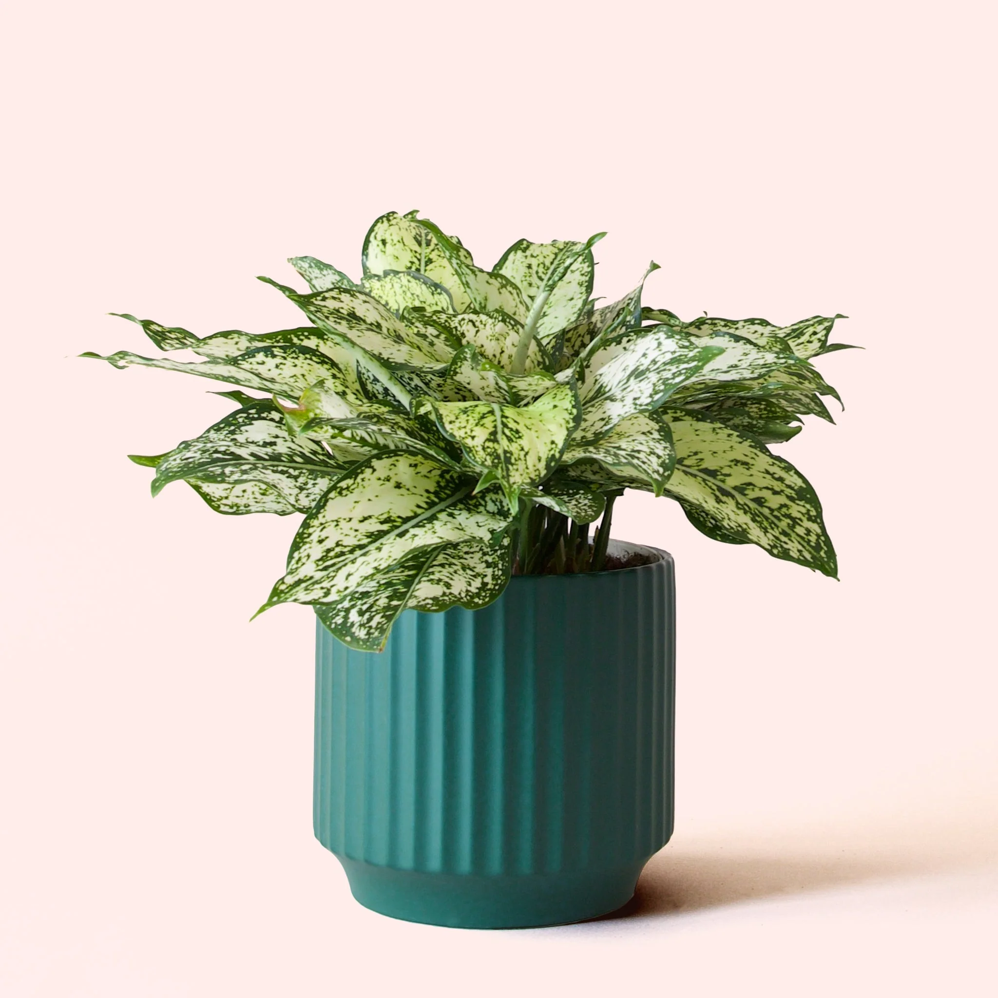 Aglaonema | First Diamond - Image 8