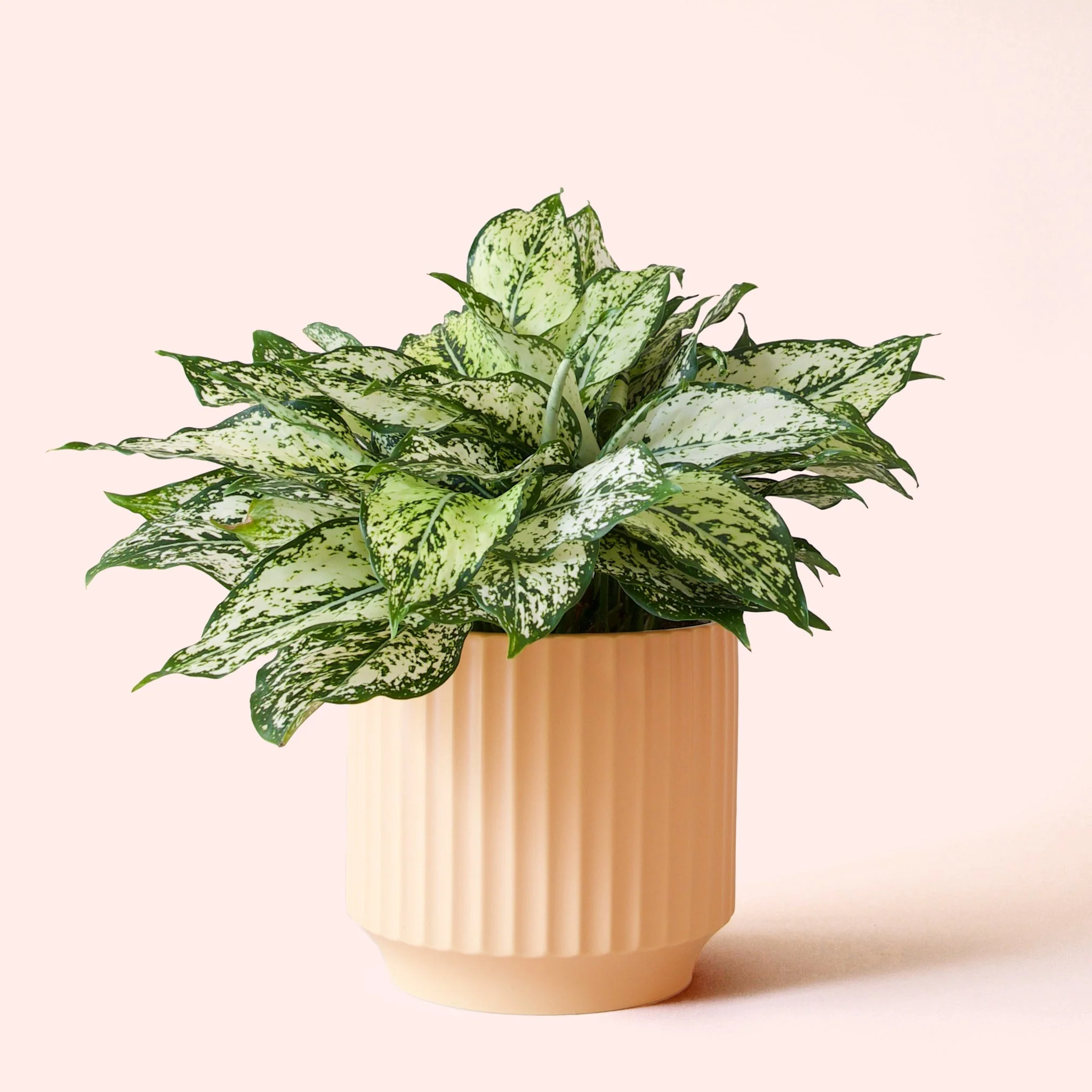 Aglaonema | First Diamond - Image 9