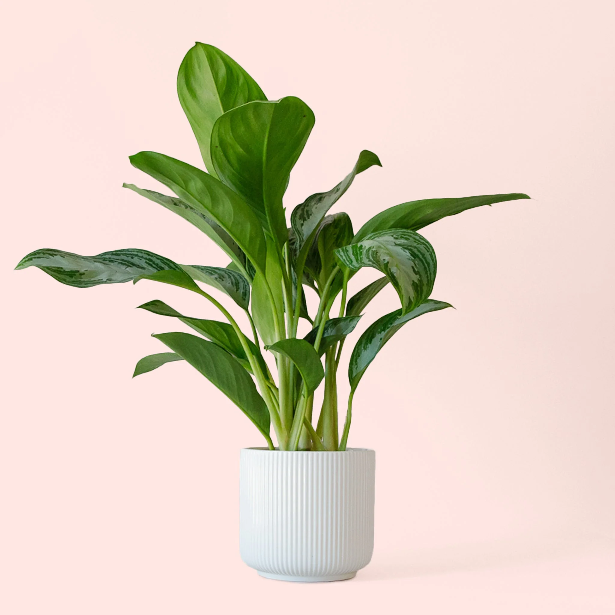 Aglaonema | Silver Bay - Image 10