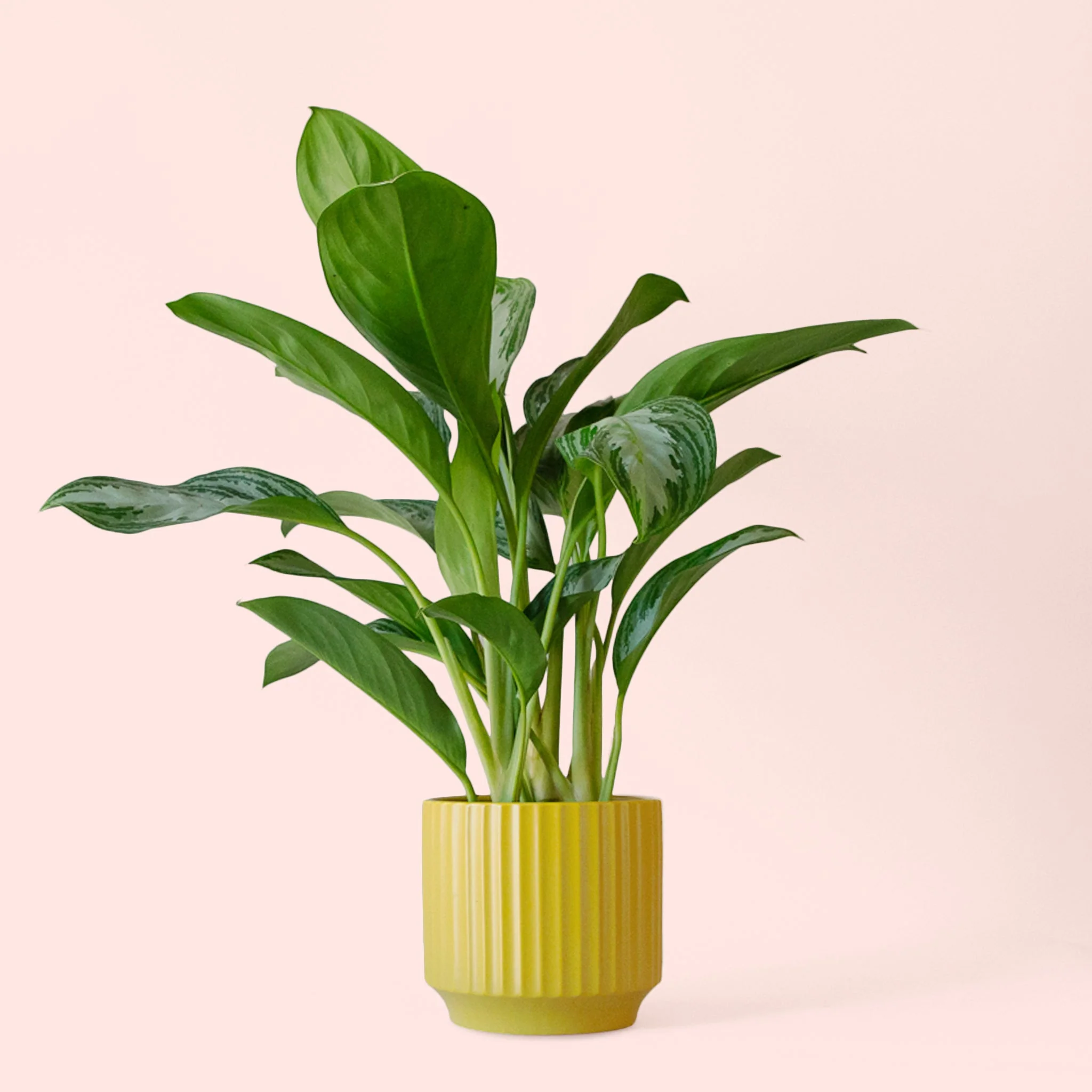 Aglaonema | Silver Bay - Image 11