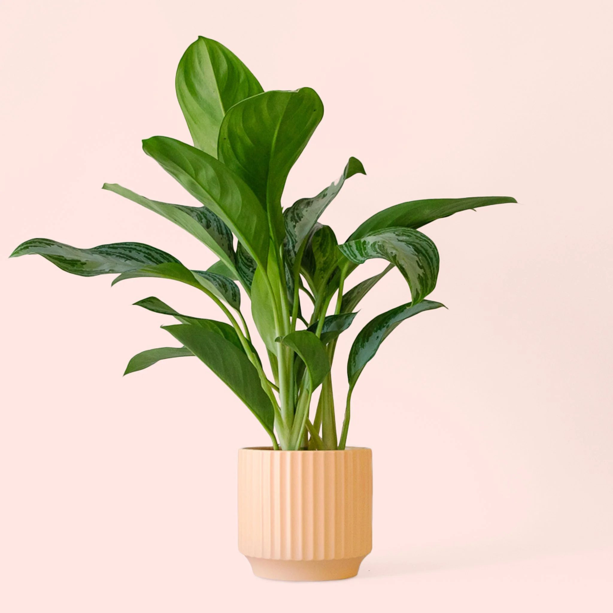 Aglaonema | Silver Bay - Image 12