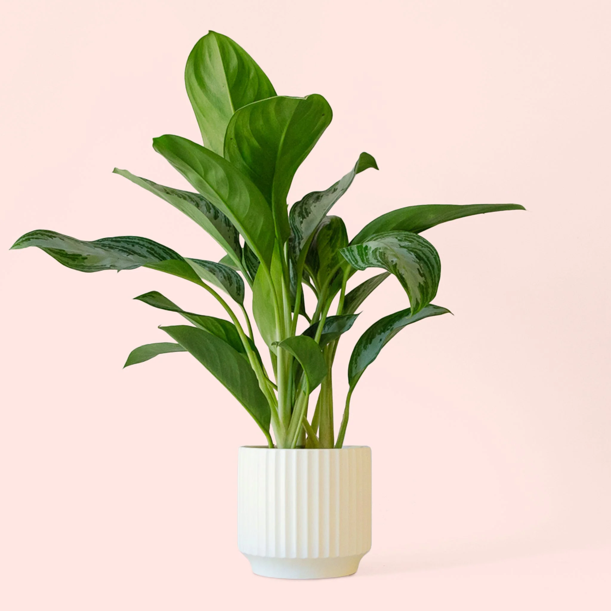 Aglaonema | Silver Bay - Image 14