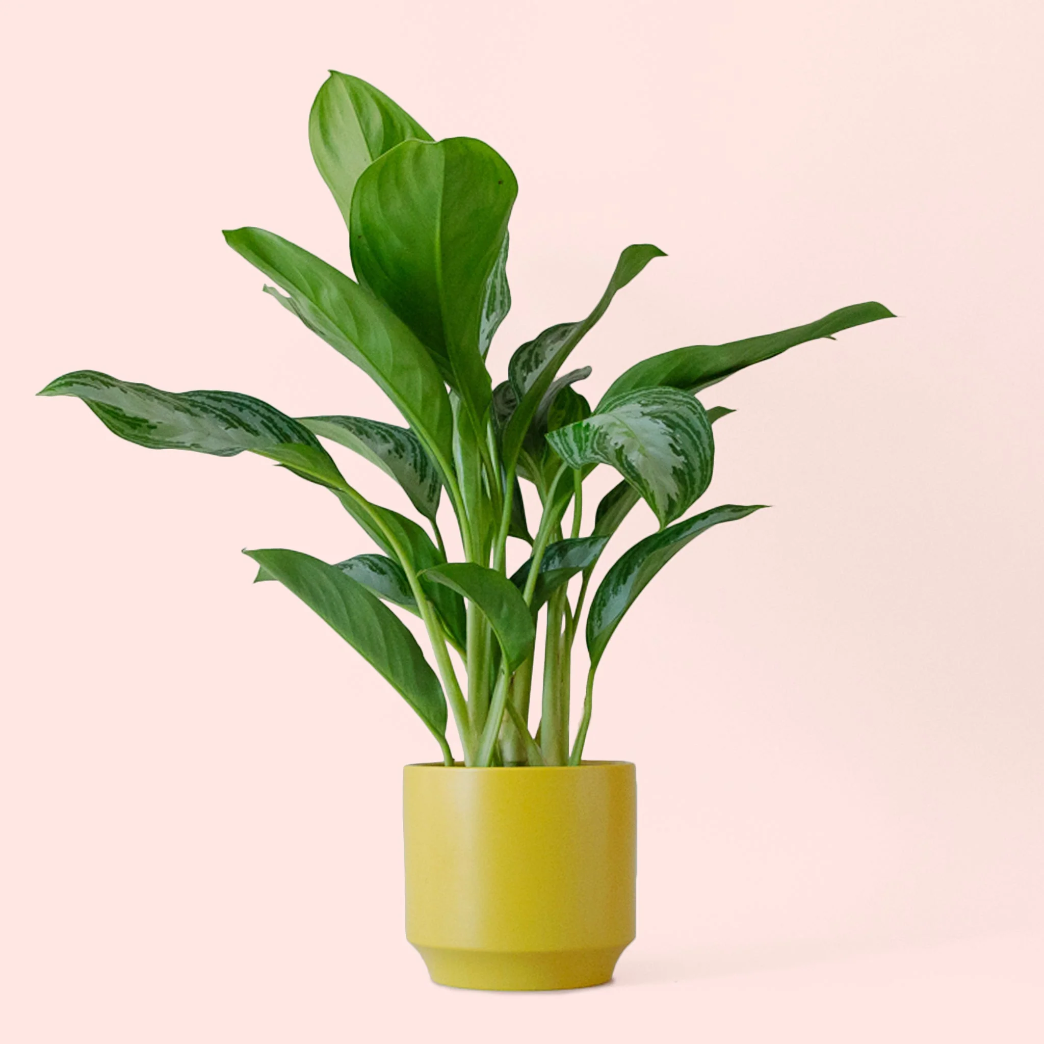 Aglaonema | Silver Bay - Image 15