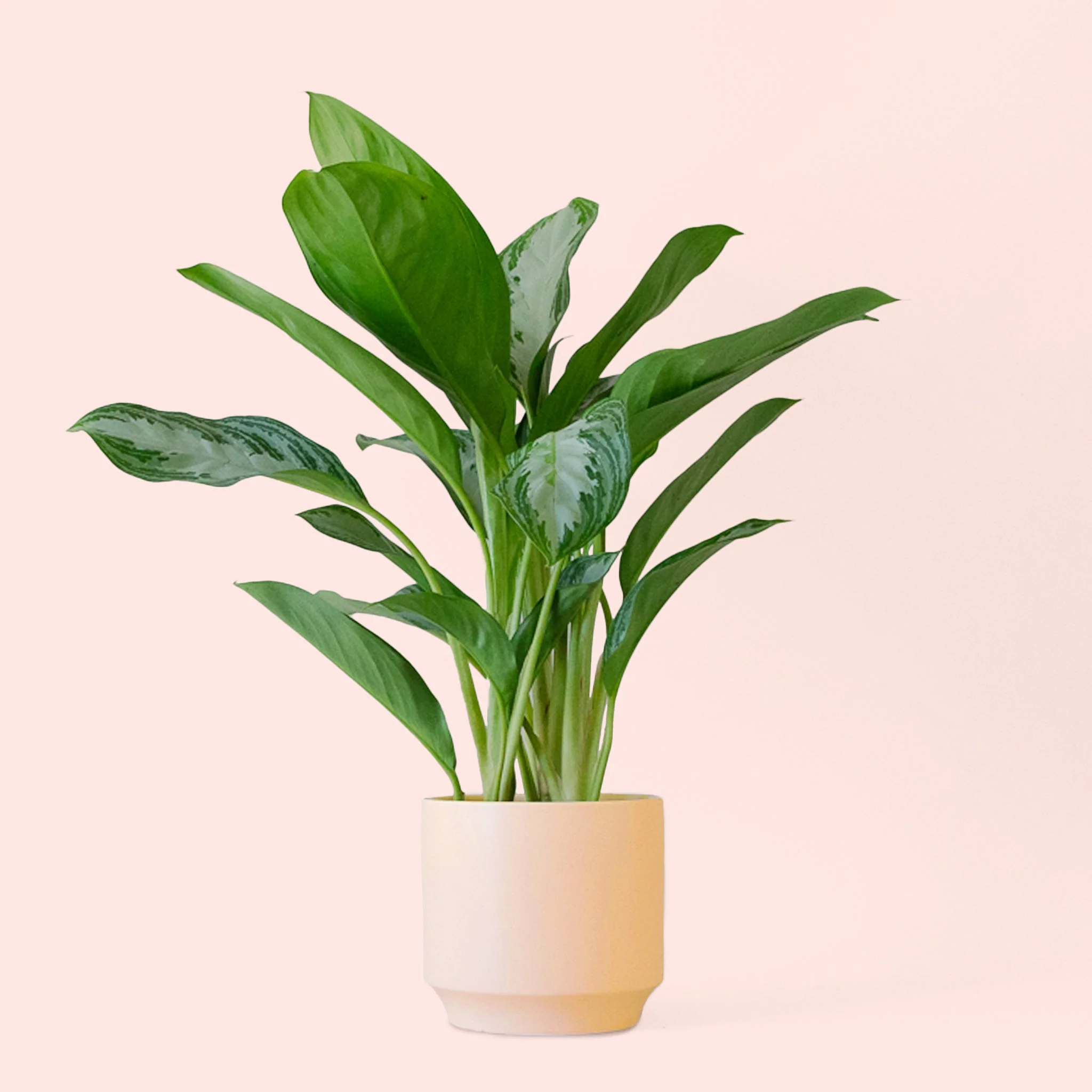 Aglaonema | Silver Bay - Image 17