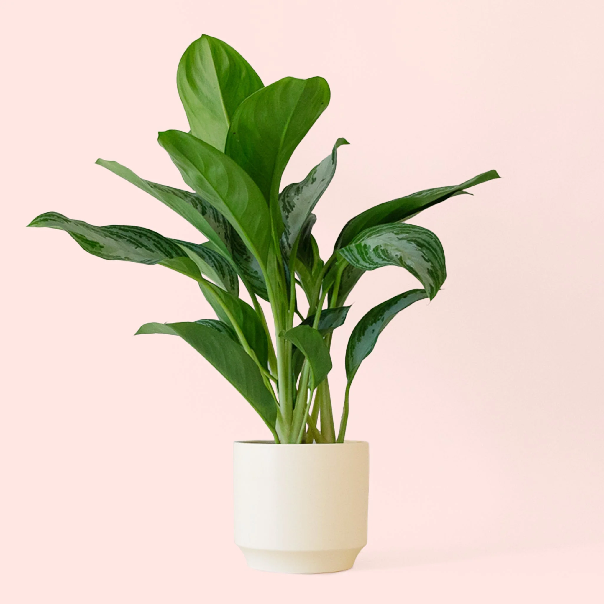 Aglaonema | Silver Bay - Image 18