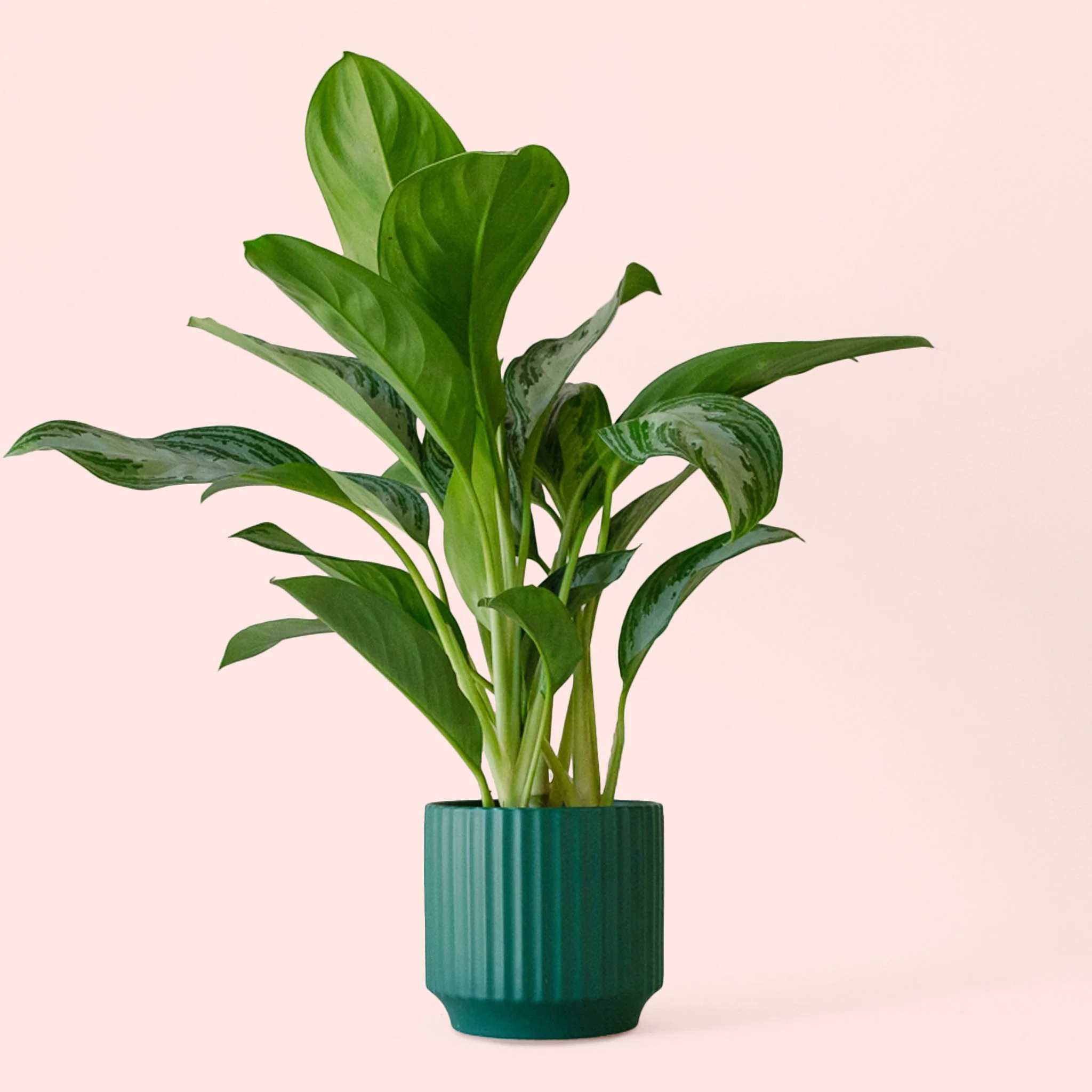Aglaonema | Silver Bay - Image 19