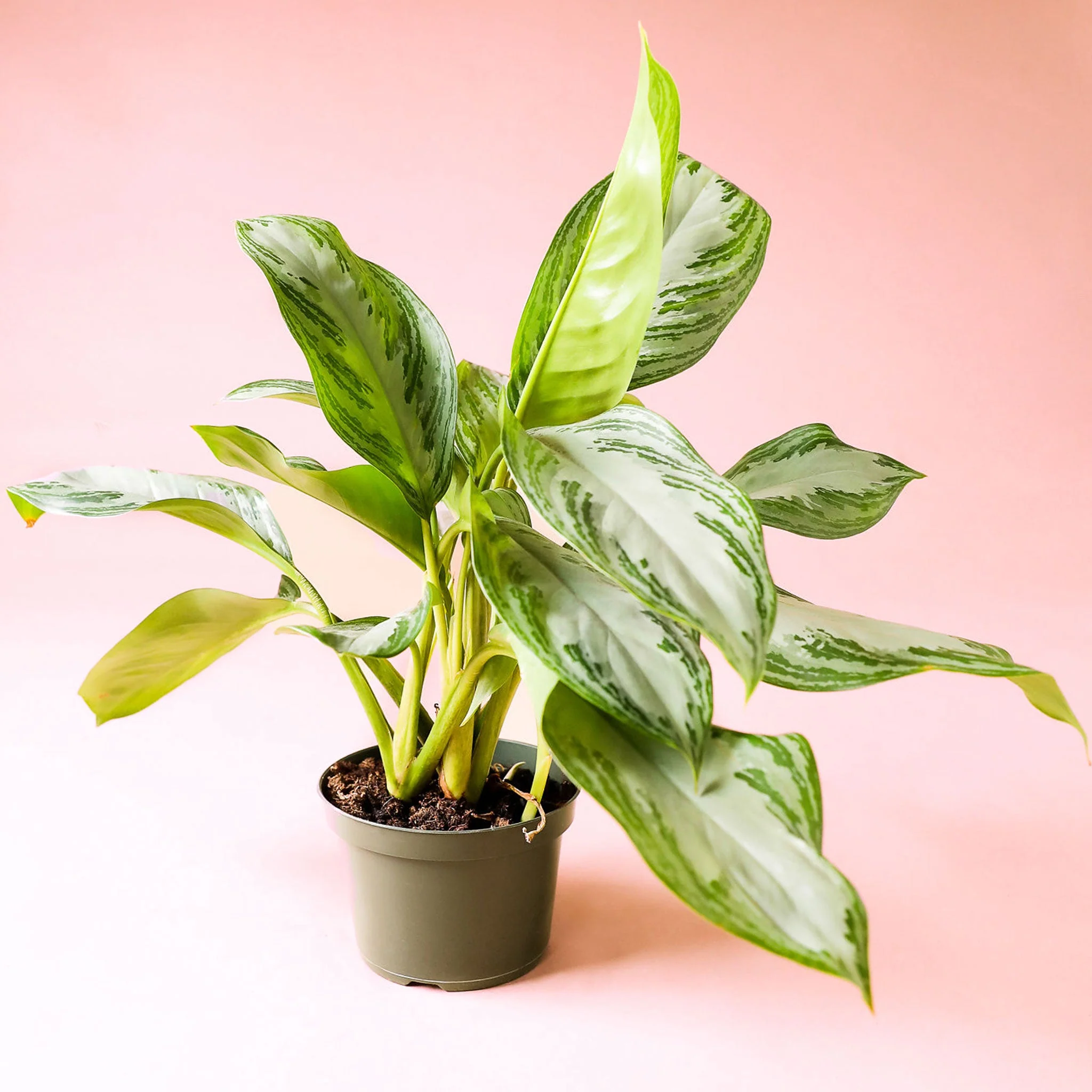 Aglaonema | Silver Bay - Image 3