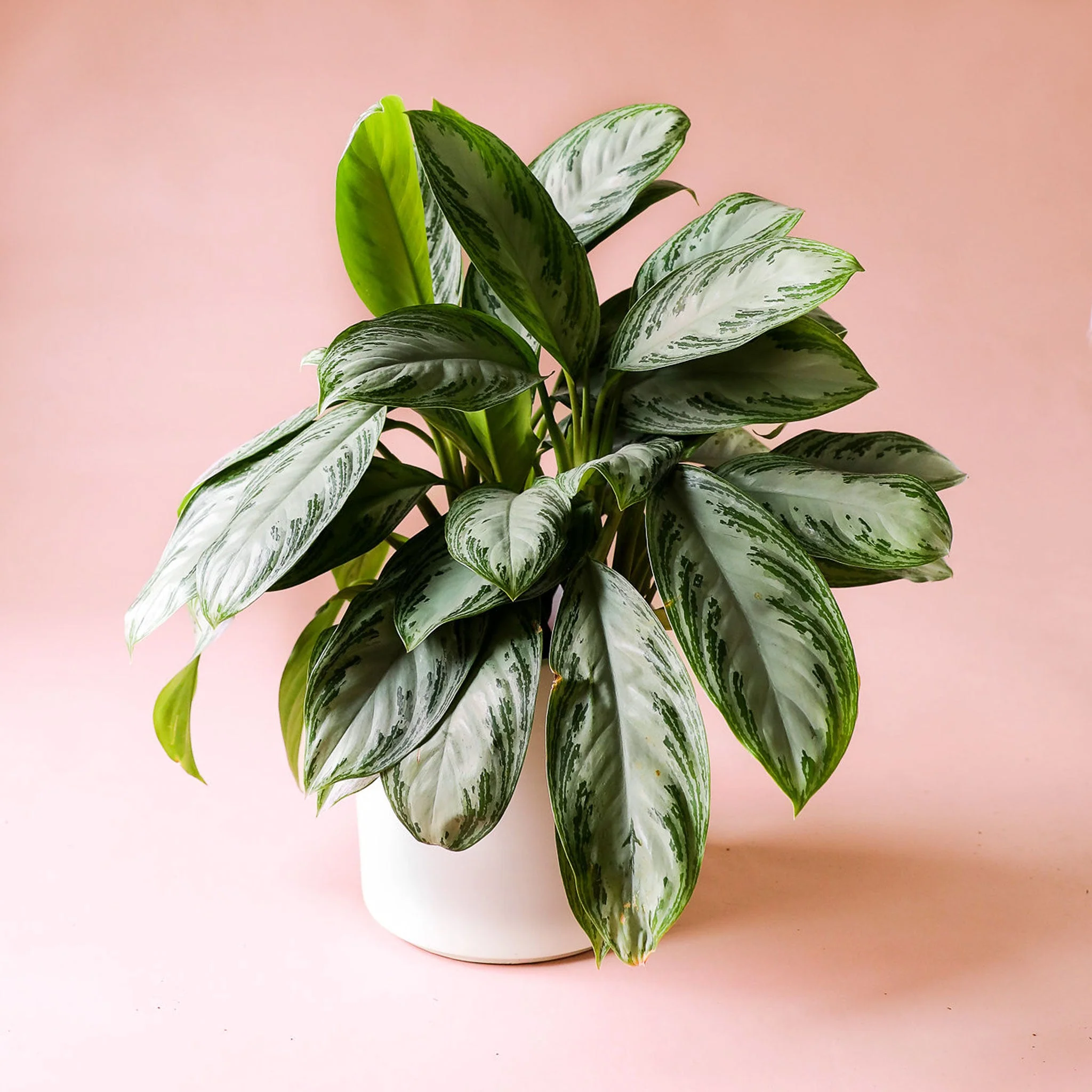 Aglaonema | Silver Bay - Image 4