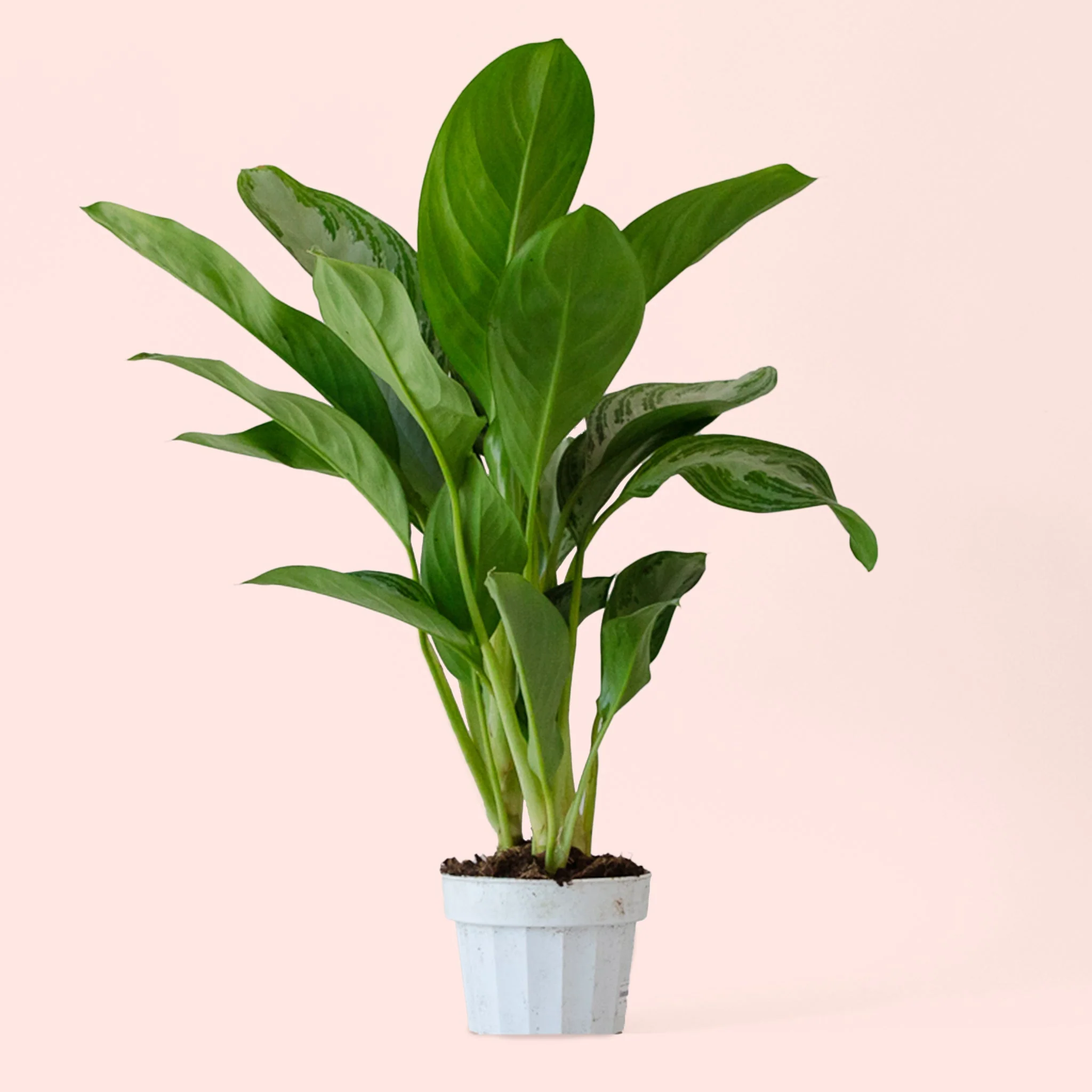 Aglaonema | Silver Bay - Image 7