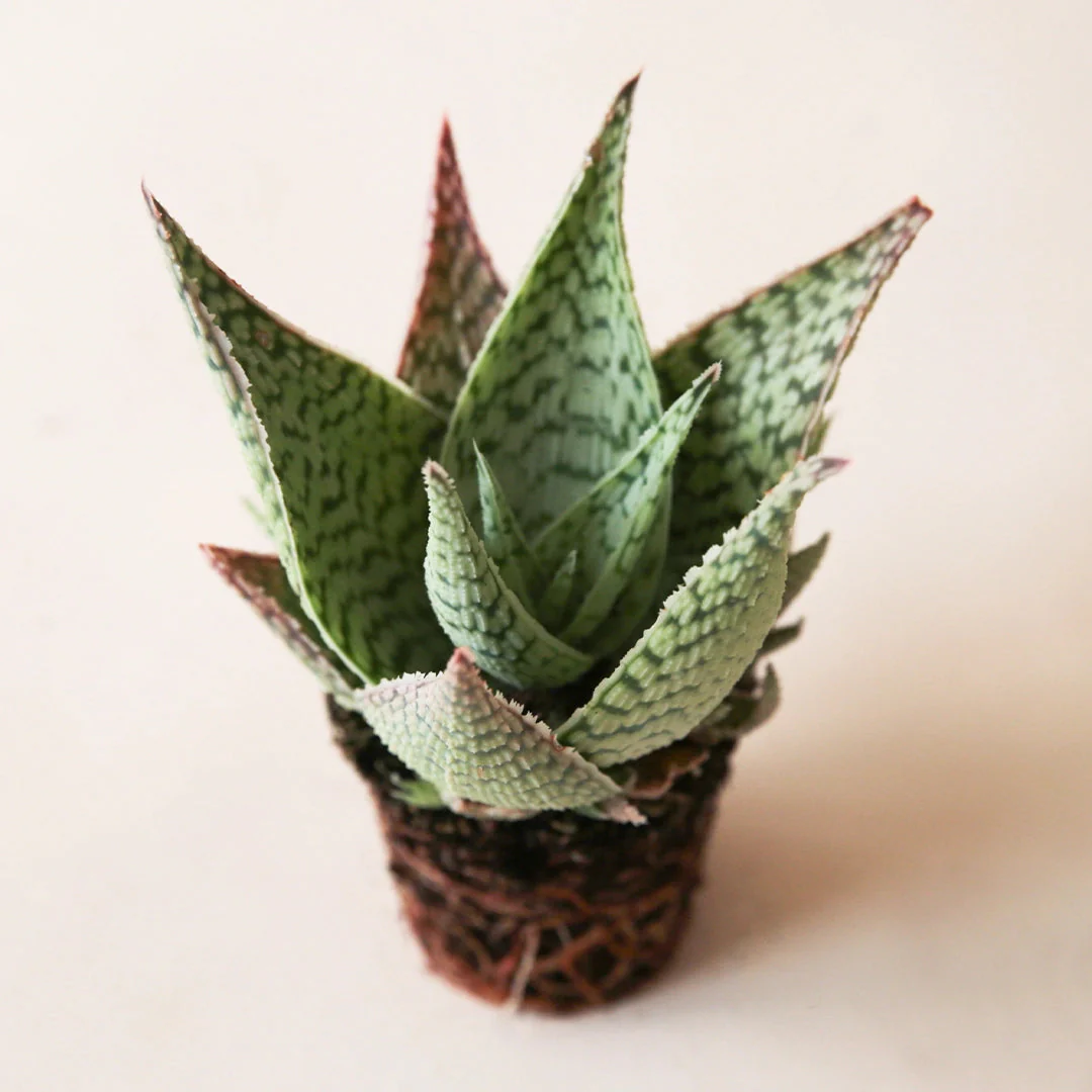 Aloe | Delta Lights - Image 3