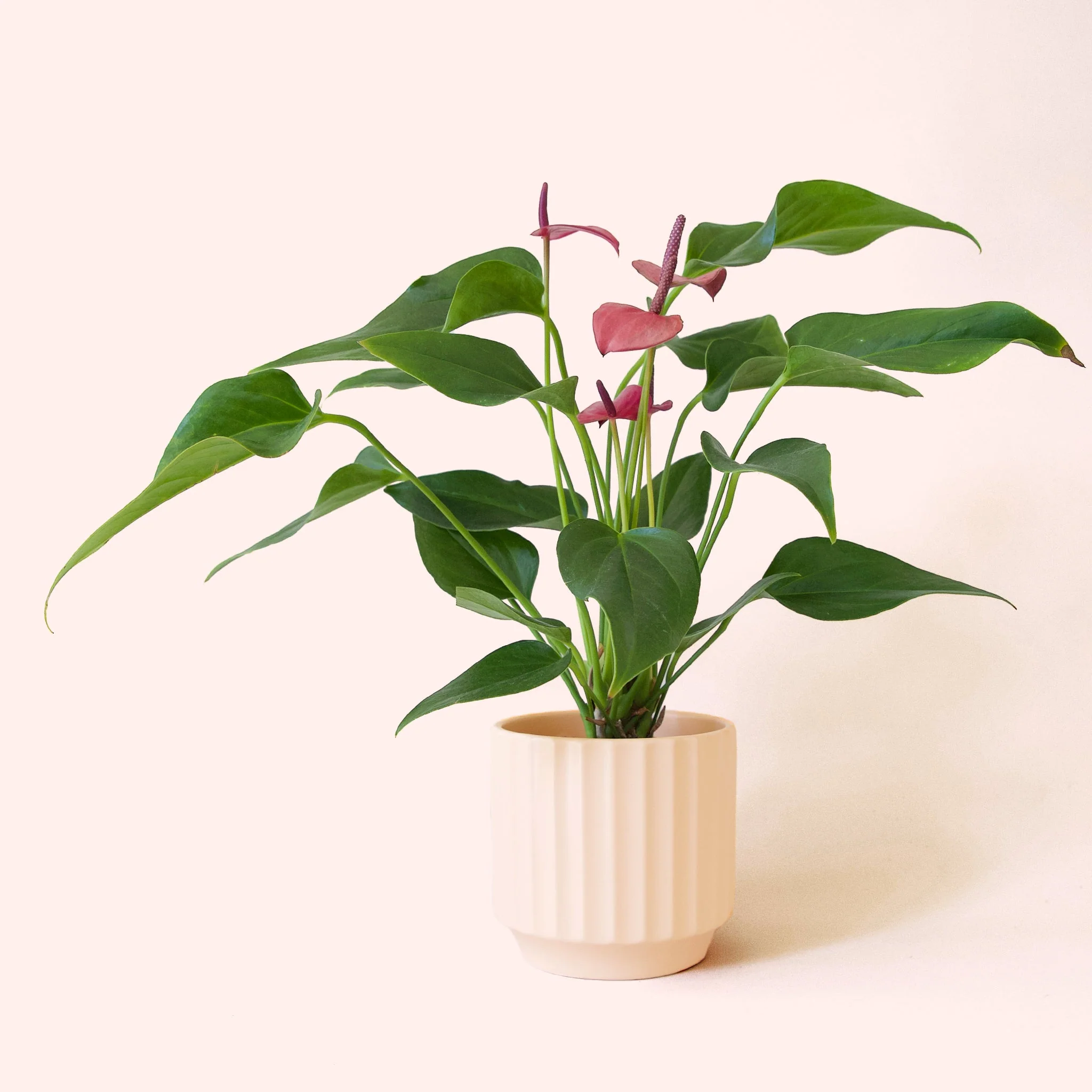 Anthurium | Cirano - Image 10