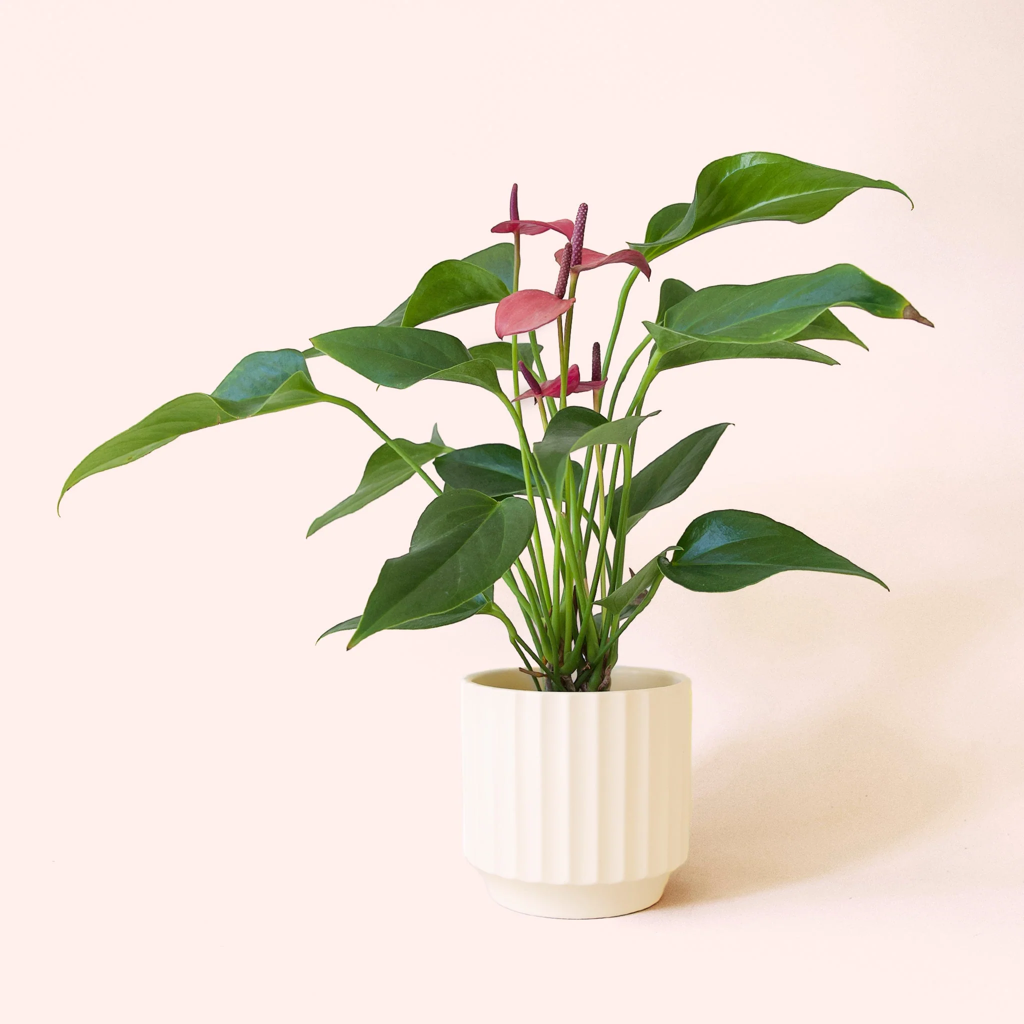 Anthurium | Cirano - Image 11