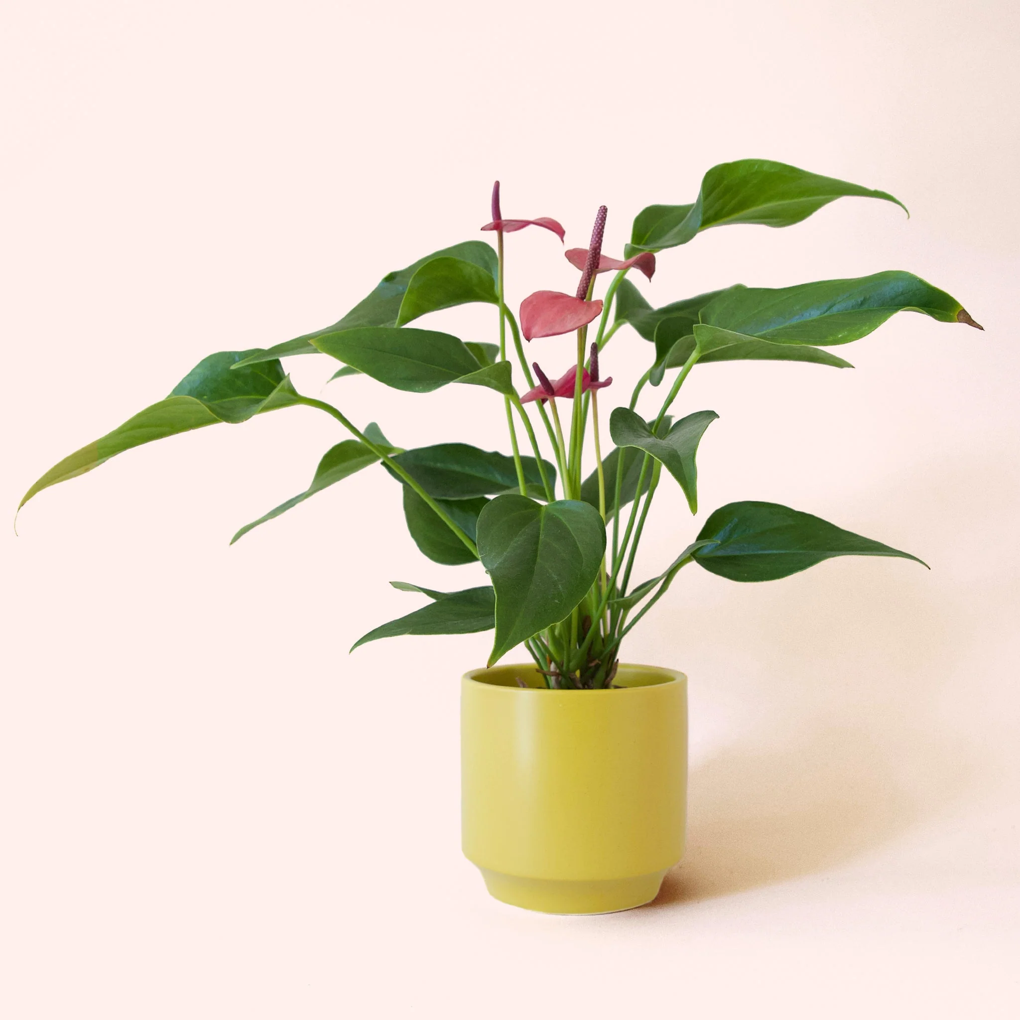 Anthurium | Cirano - Image 12