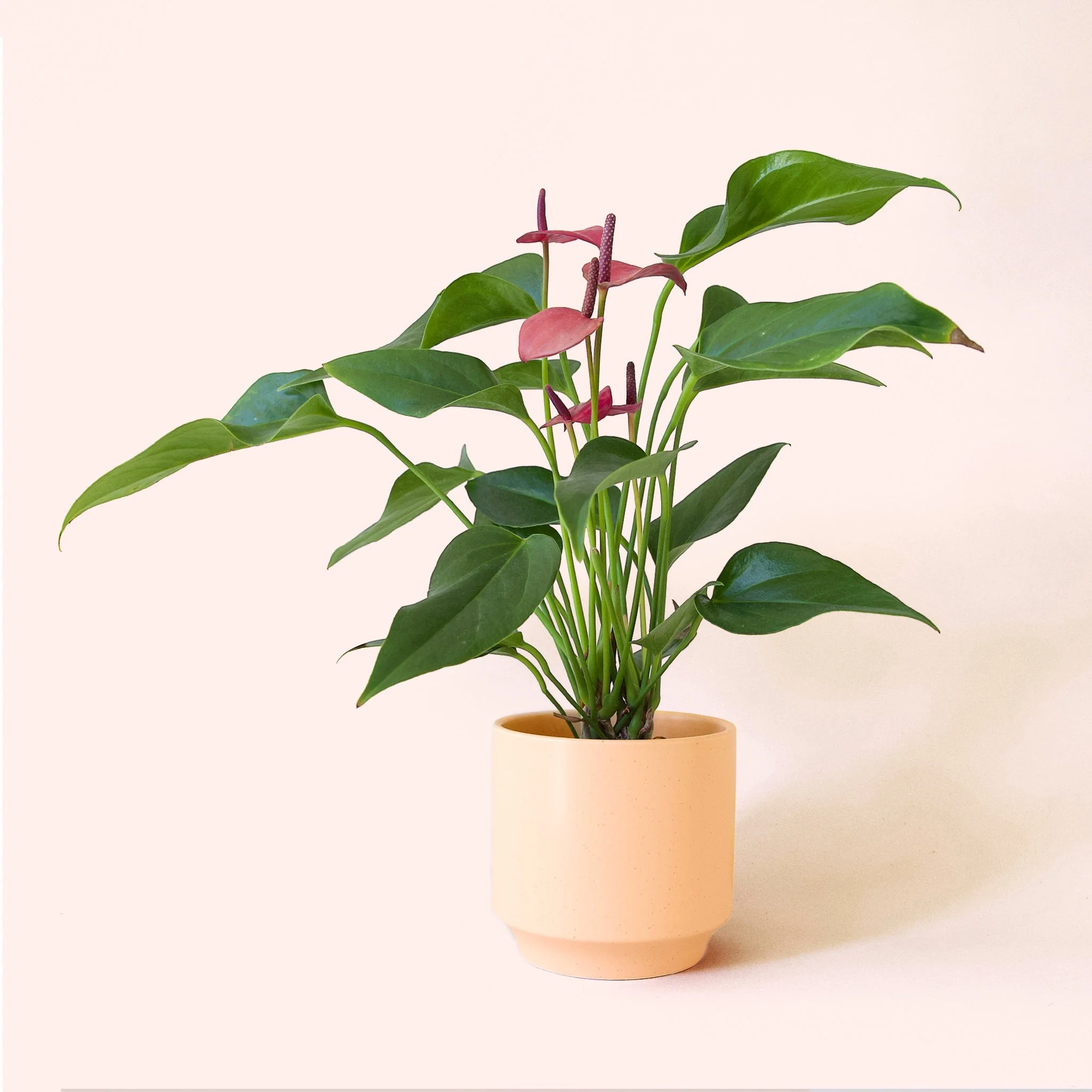 Anthurium | Cirano - Image 13