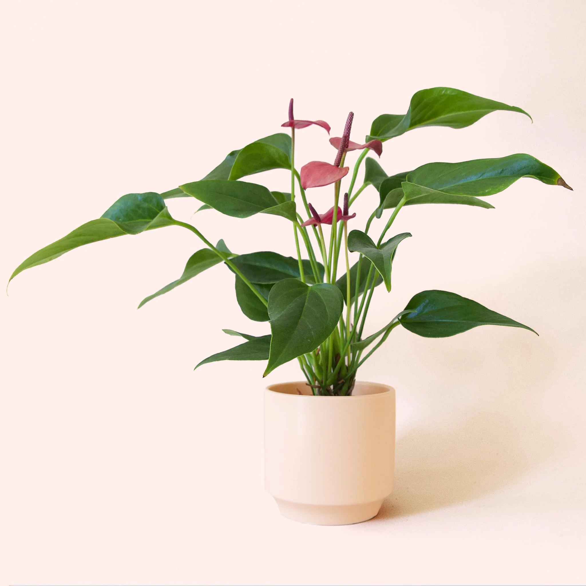 Anthurium | Cirano - Image 14