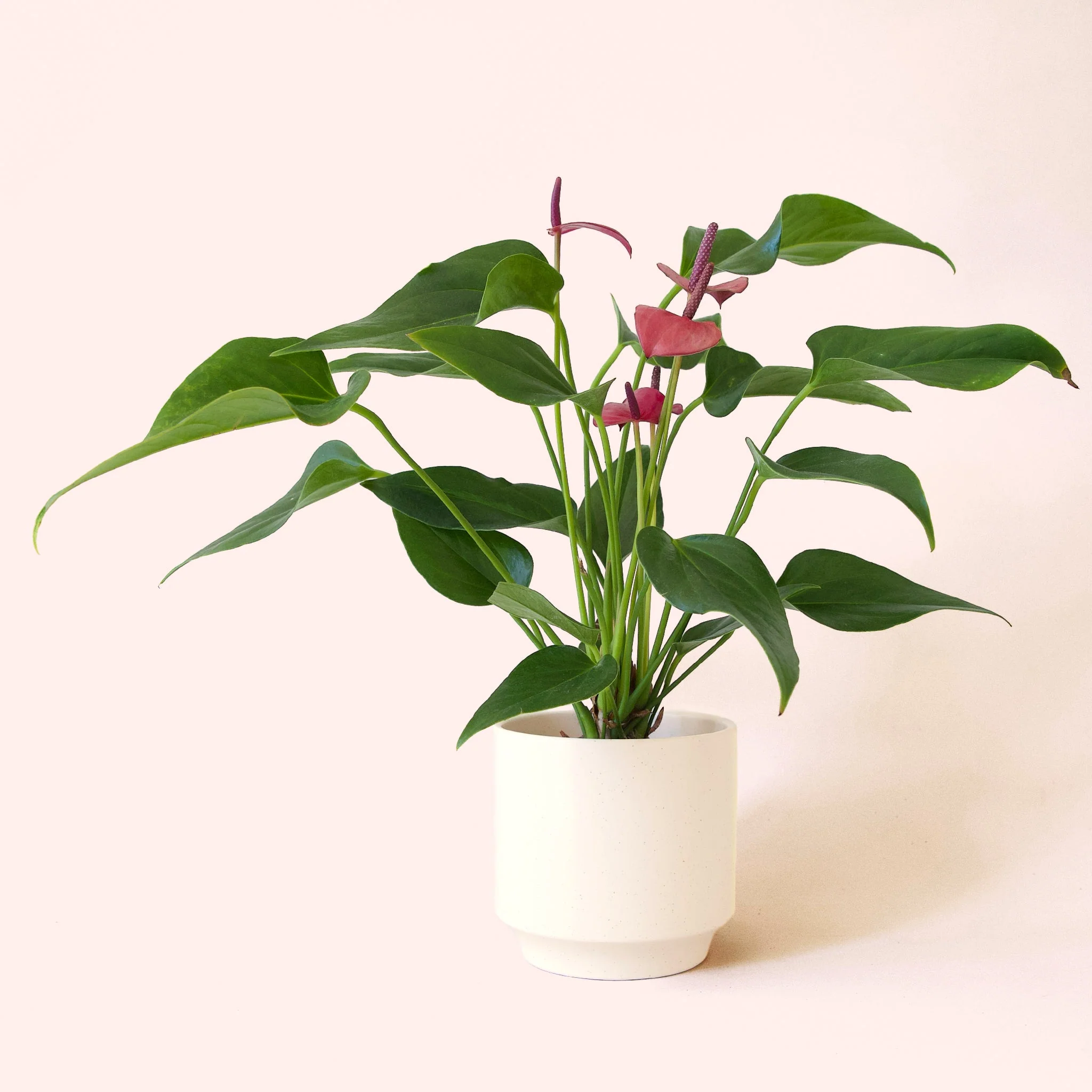 Anthurium | Cirano - Image 15