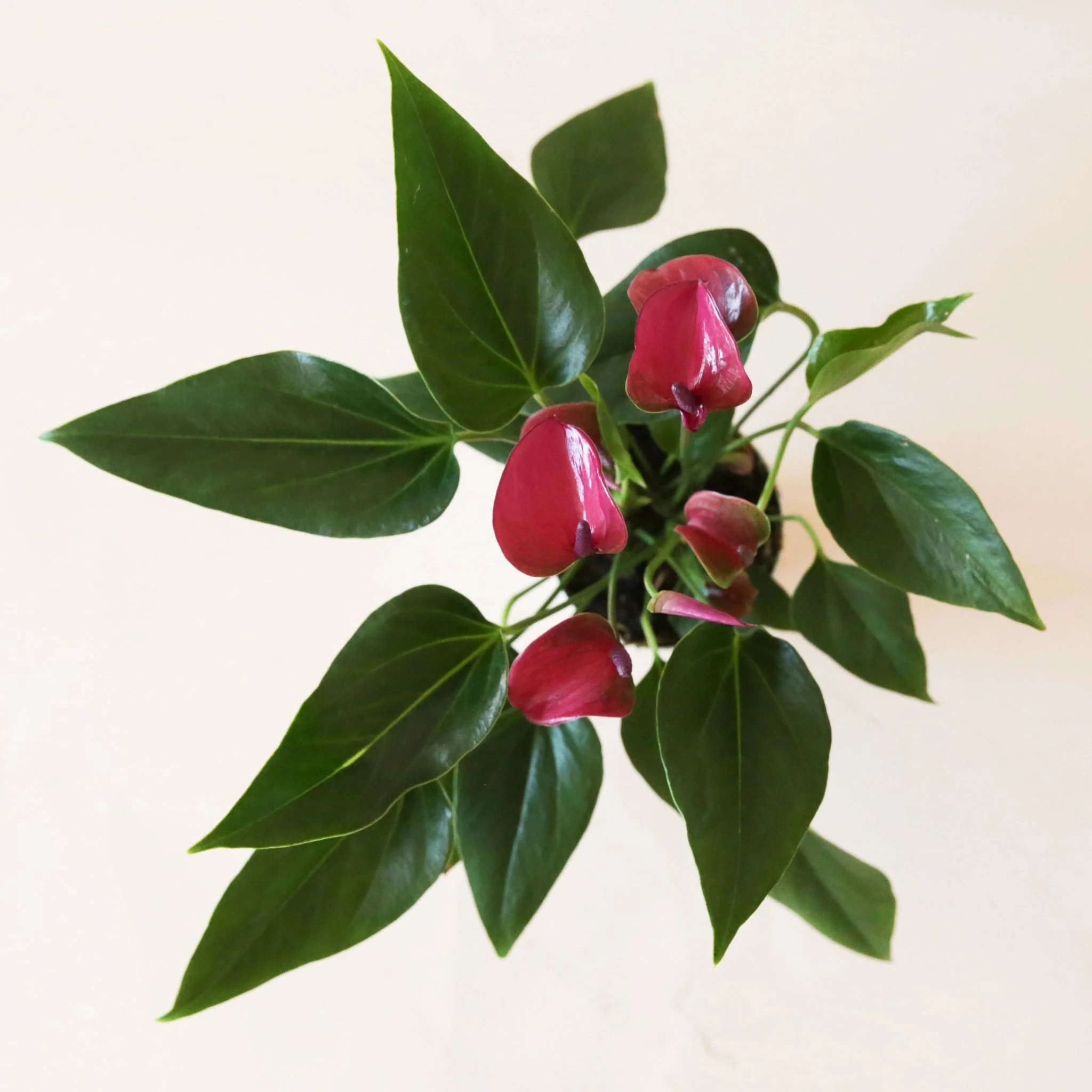 Anthurium | Cirano - Image 16