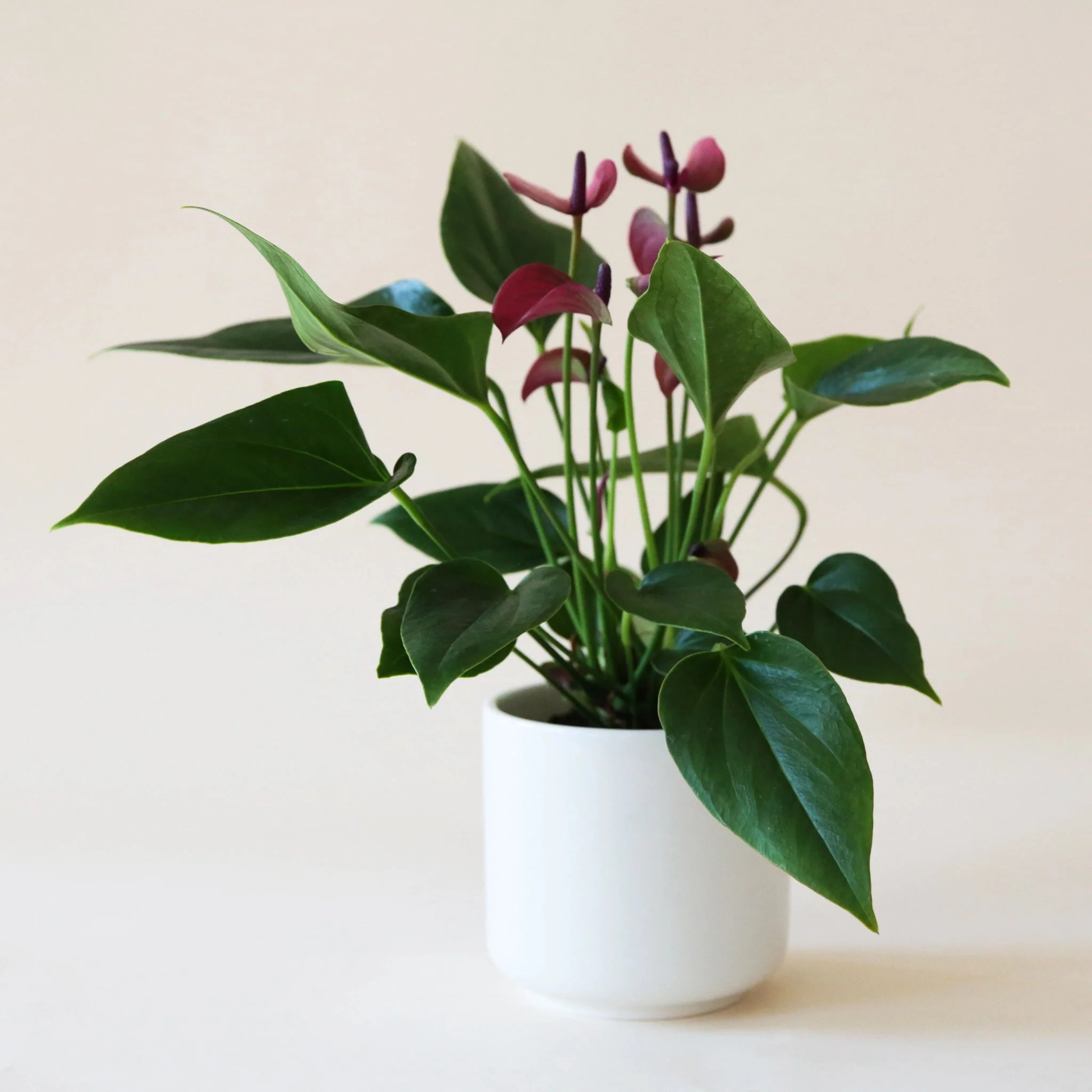 Anthurium | Cirano - Image 17
