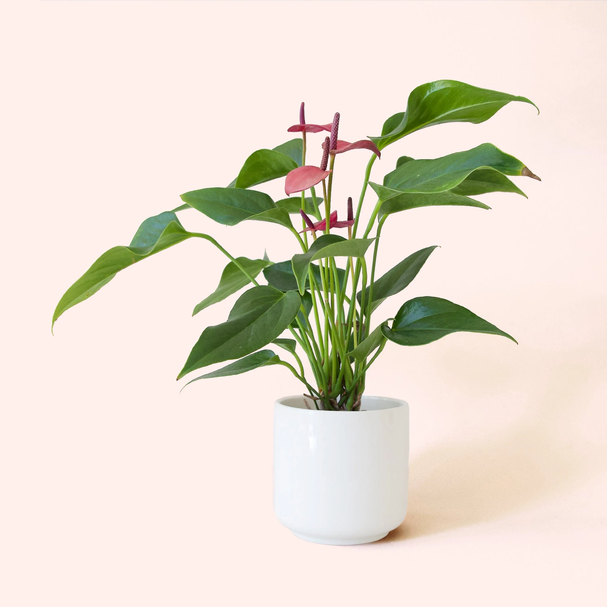 Anthurium | Cirano - Image 3