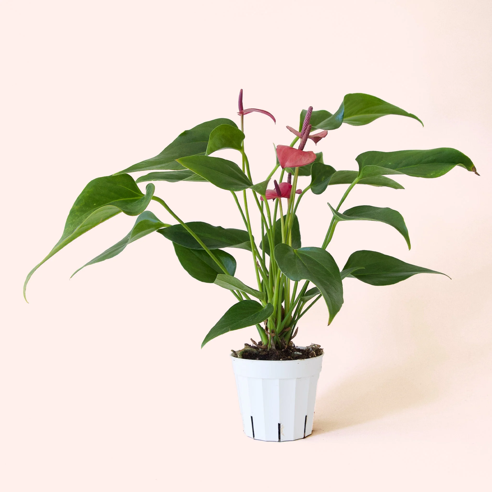 Anthurium | Cirano - Image 4