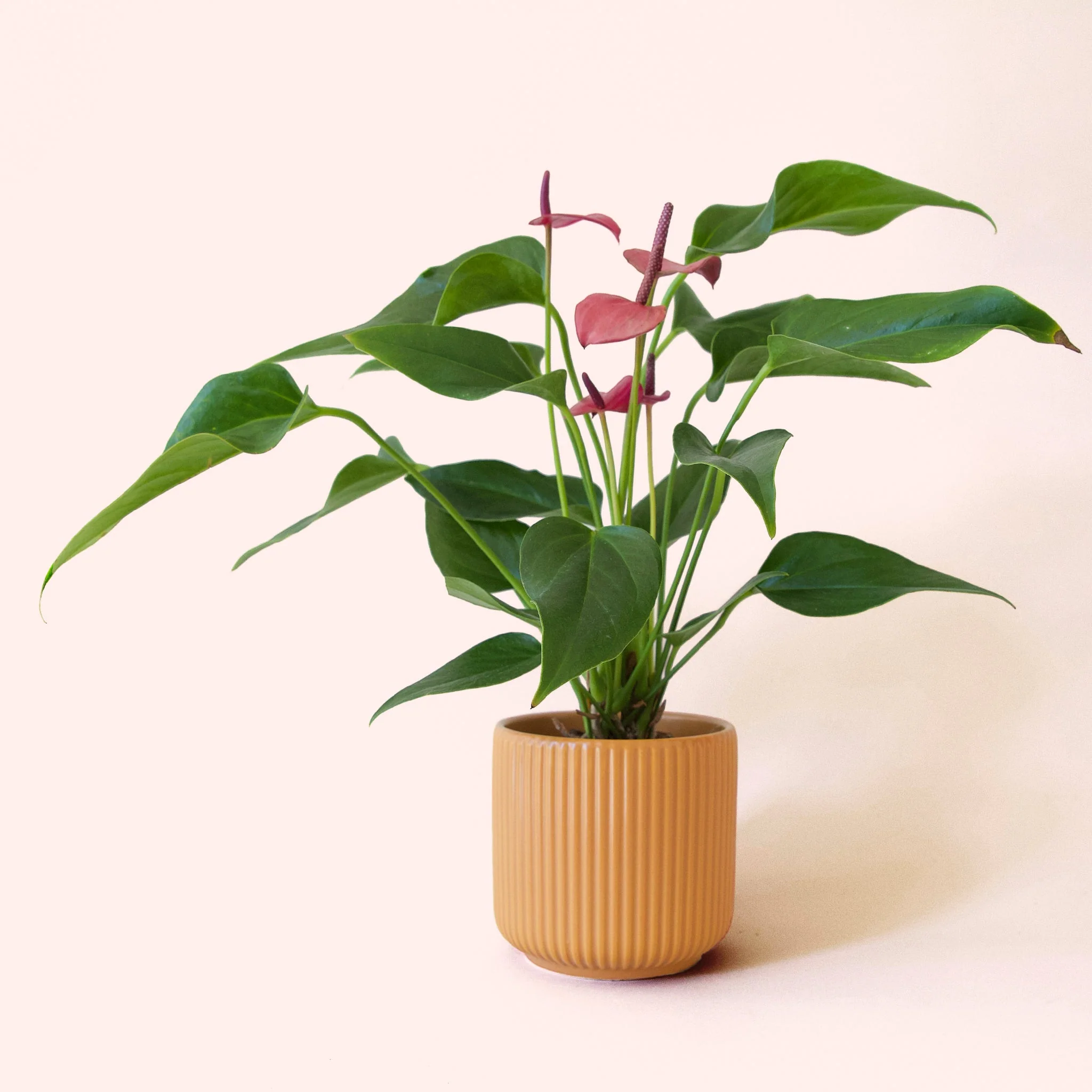 Anthurium | Cirano - Image 5