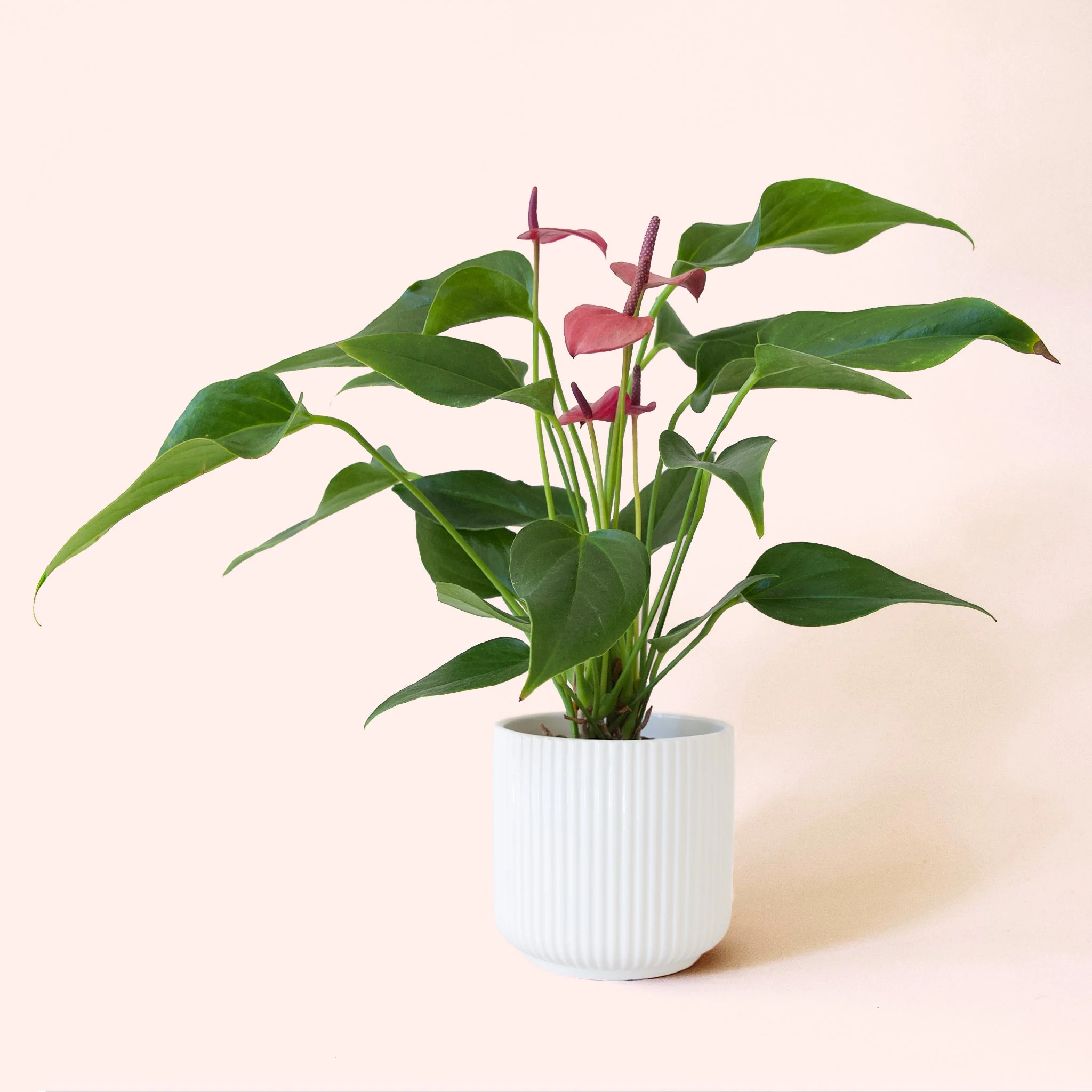 Anthurium | Cirano - Image 6