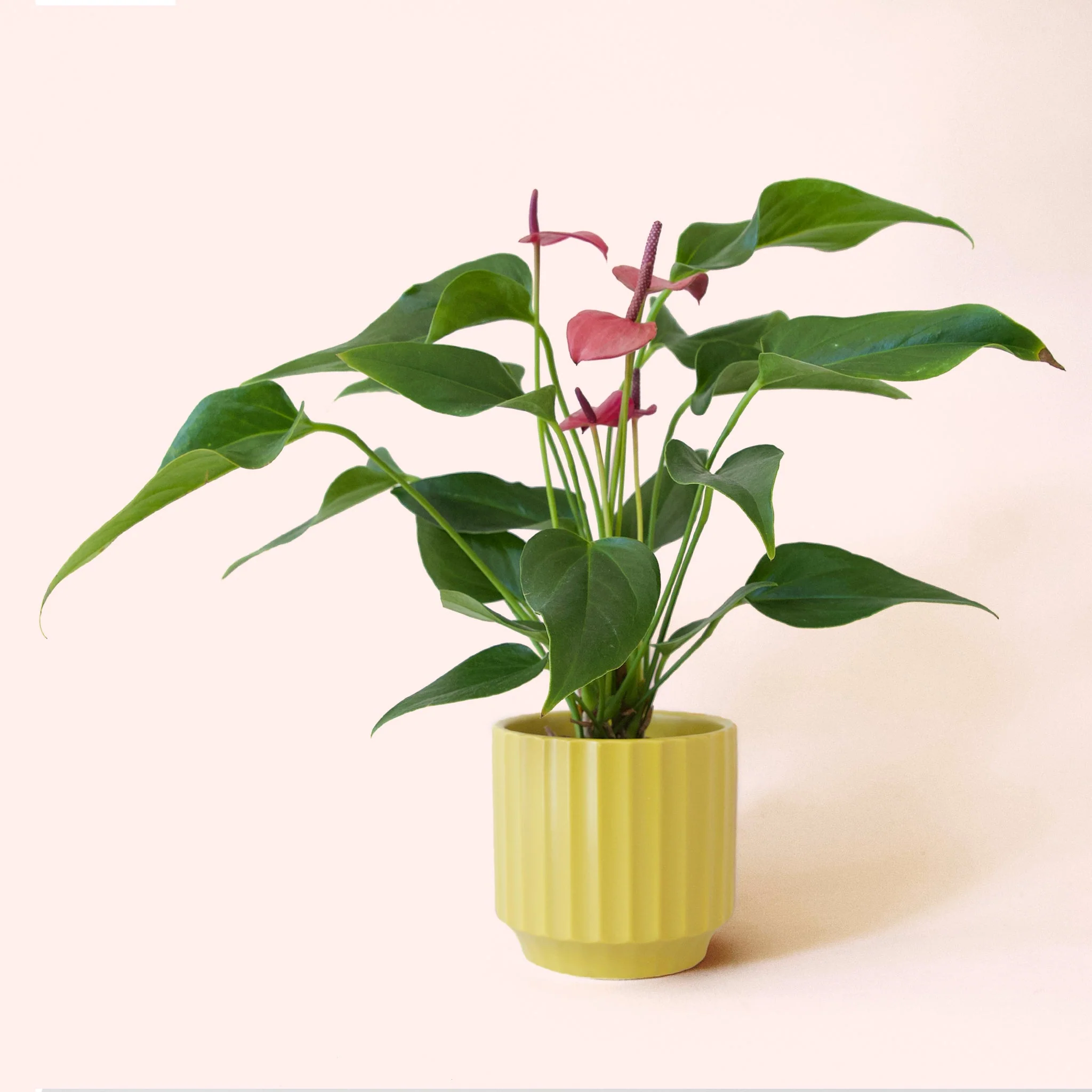 Anthurium | Cirano - Image 7