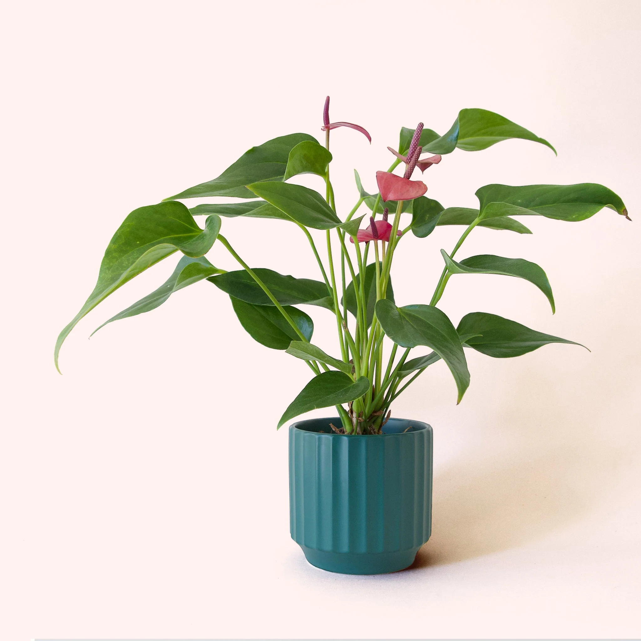 Anthurium | Cirano - Image 8