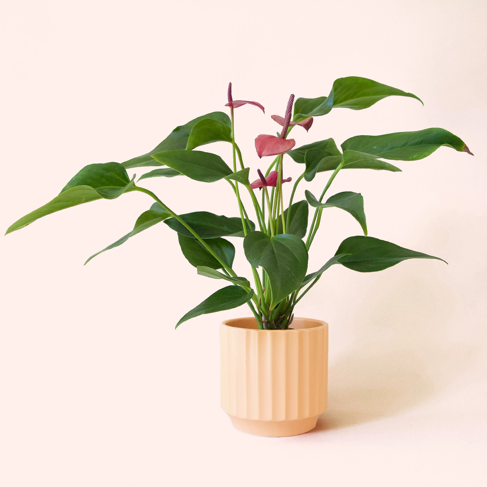 Anthurium | Cirano - Image 9