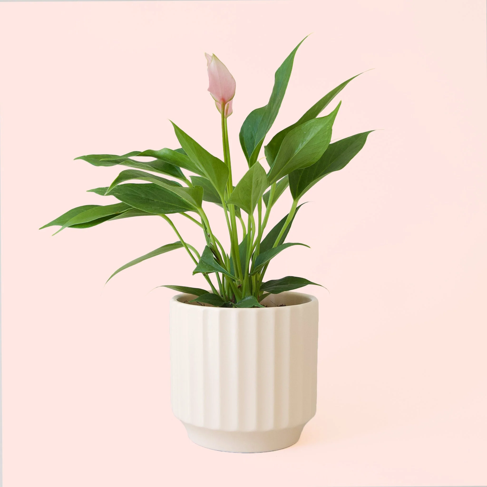 Anthurium | Lilli - Image 11