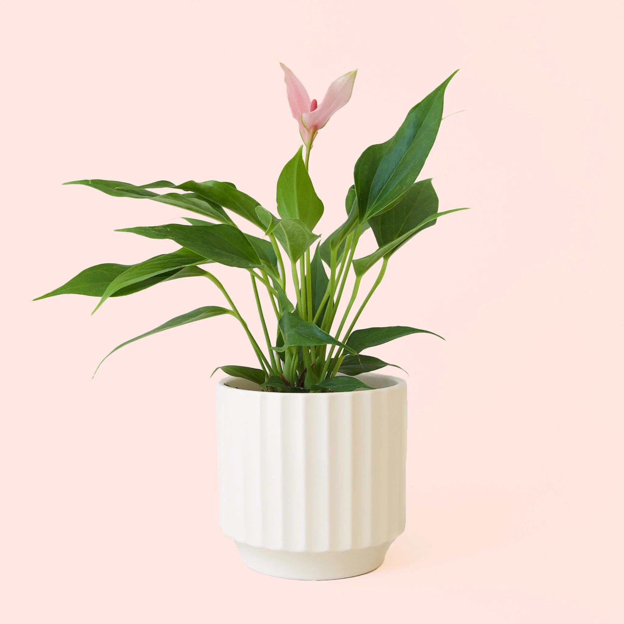 Anthurium | Lilli - Image 12