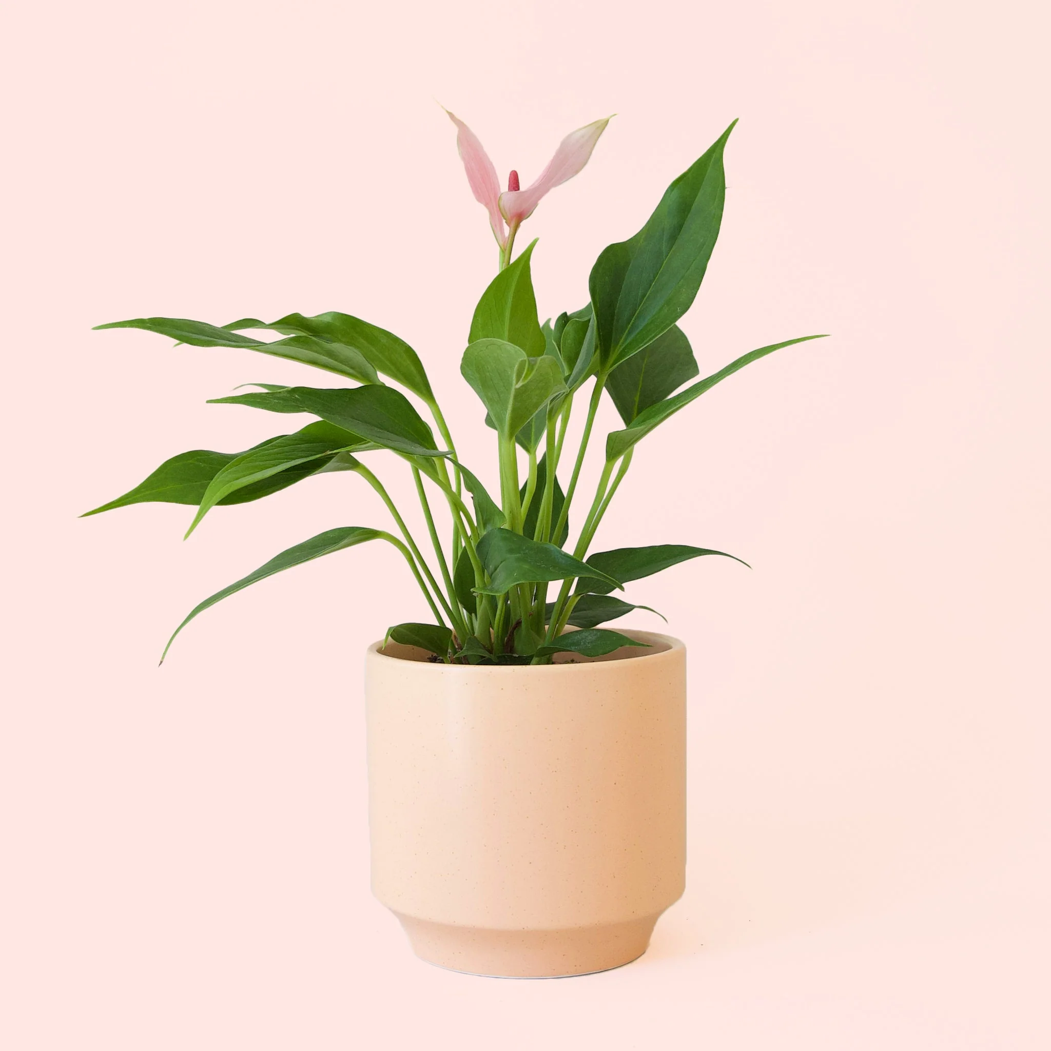 Anthurium | Lilli - Image 14