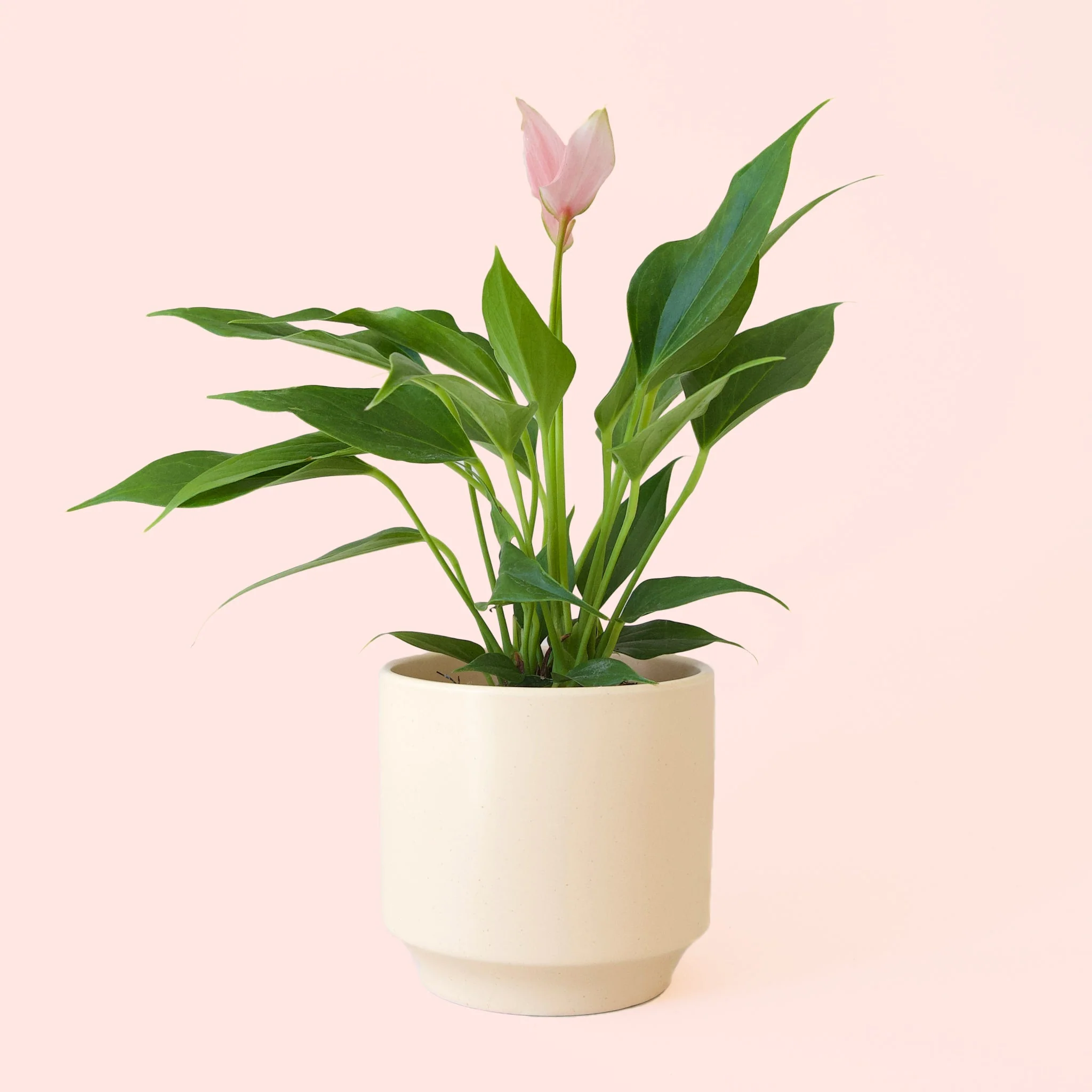 Anthurium | Lilli - Image 15