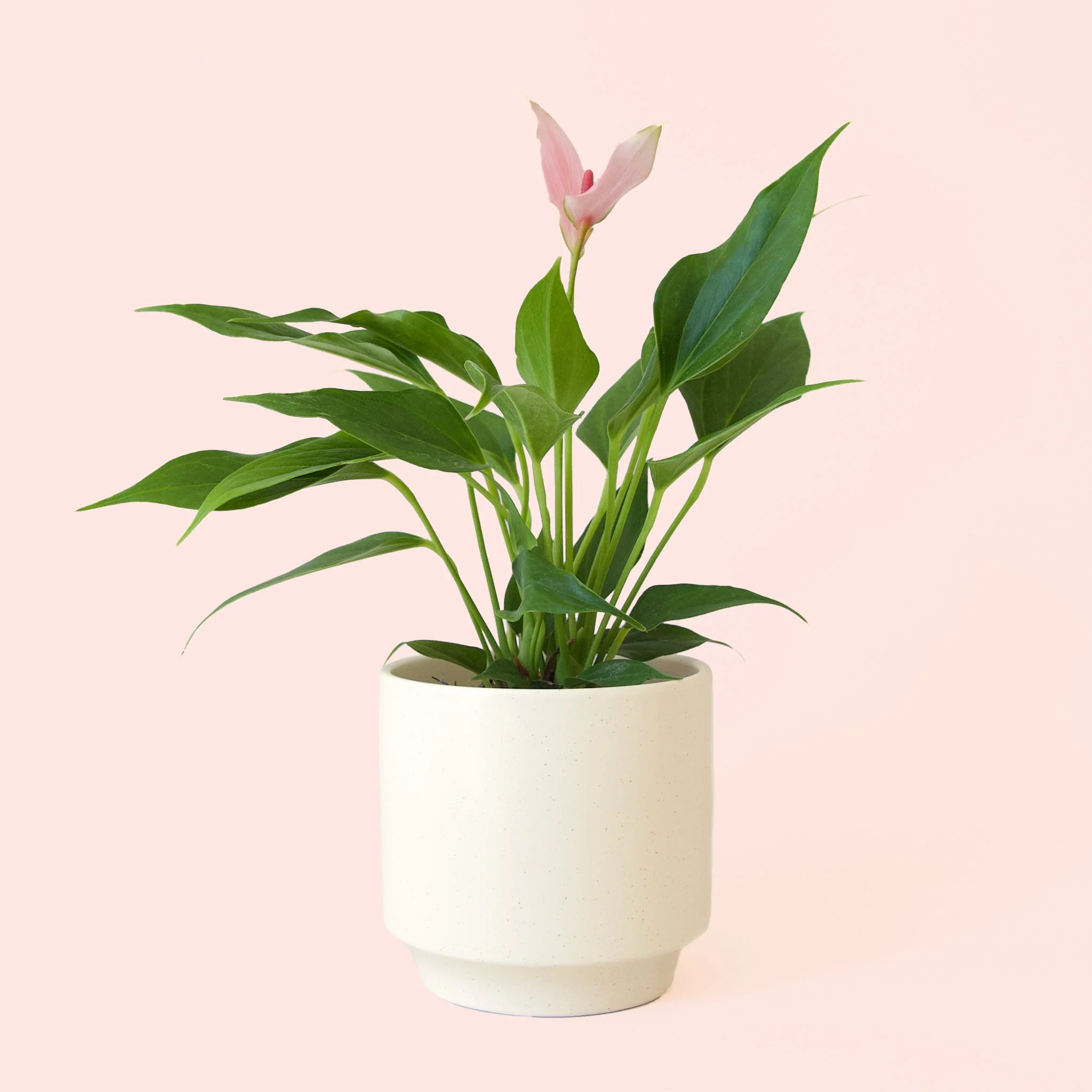 Anthurium | Lilli - Image 16
