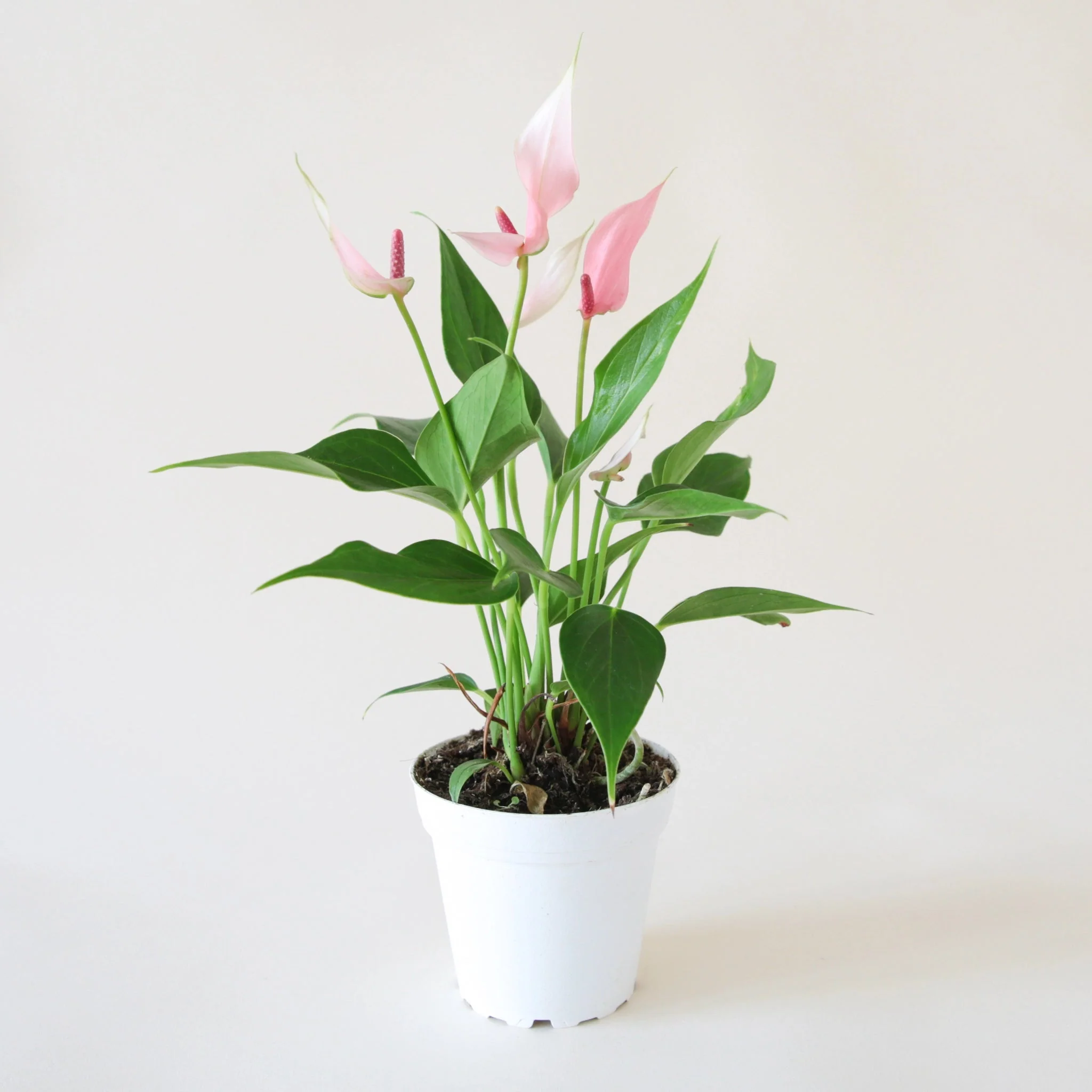 Anthurium | Lilli - Image 17