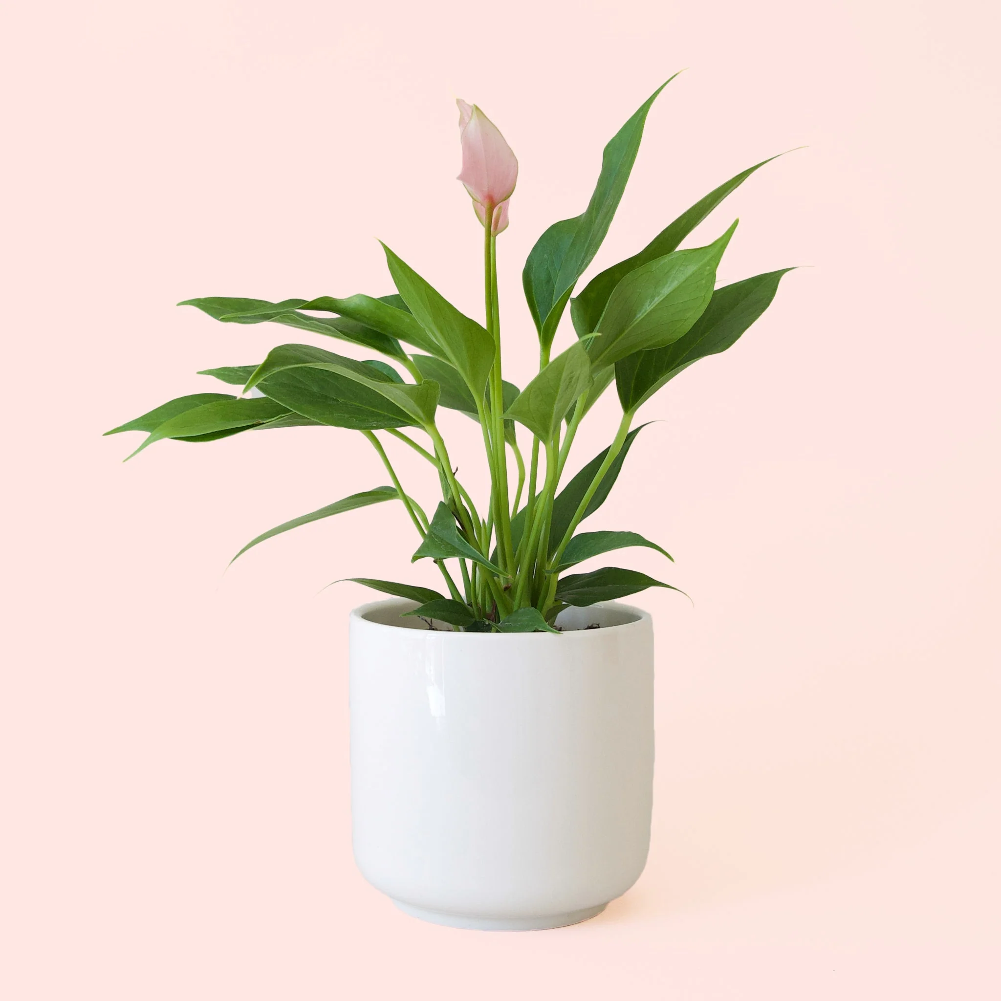 Anthurium | Lilli - Image 3