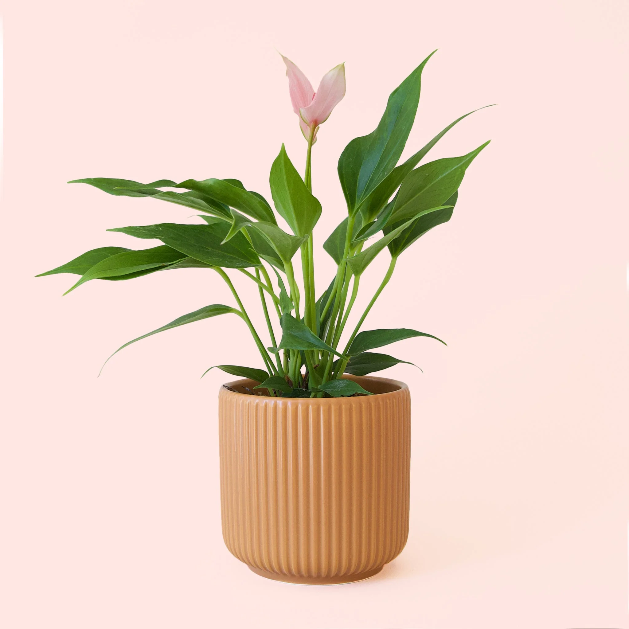 Anthurium | Lilli - Image 6