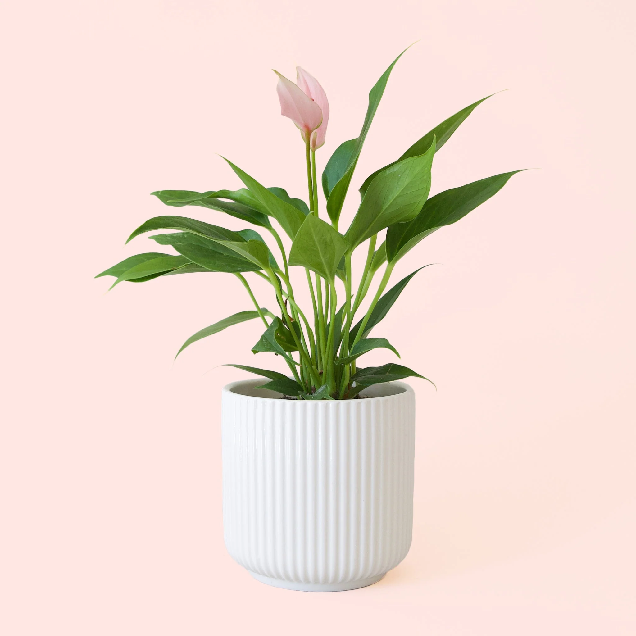 Anthurium | Lilli - Image 7