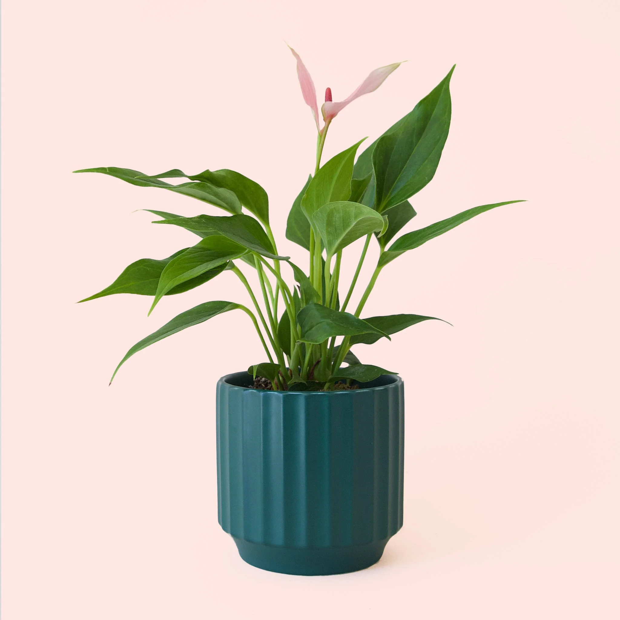 Anthurium | Lilli - Image 9